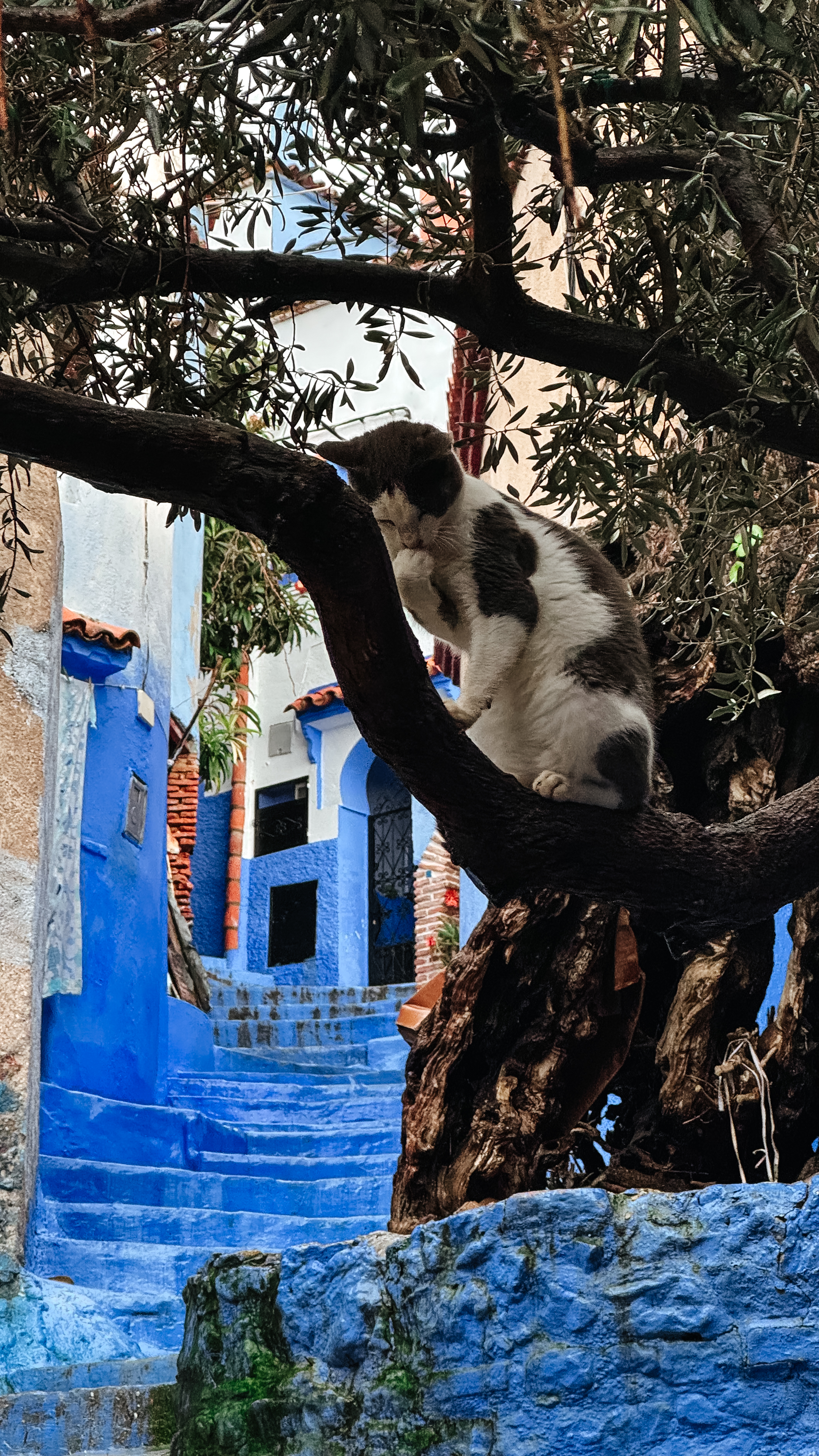 Марокко - летние горы и океан с фотографом (эконом тур) (43/88)