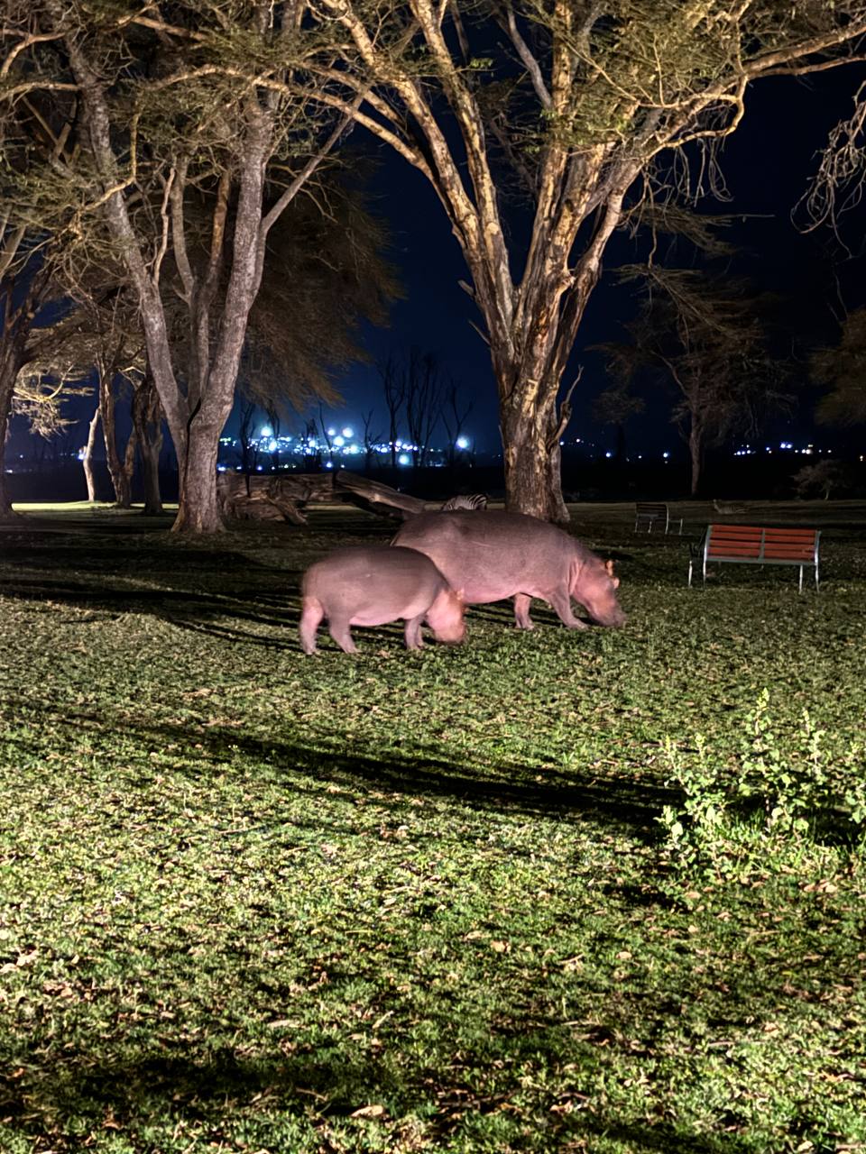 Трое в лодке, не считая бегемота