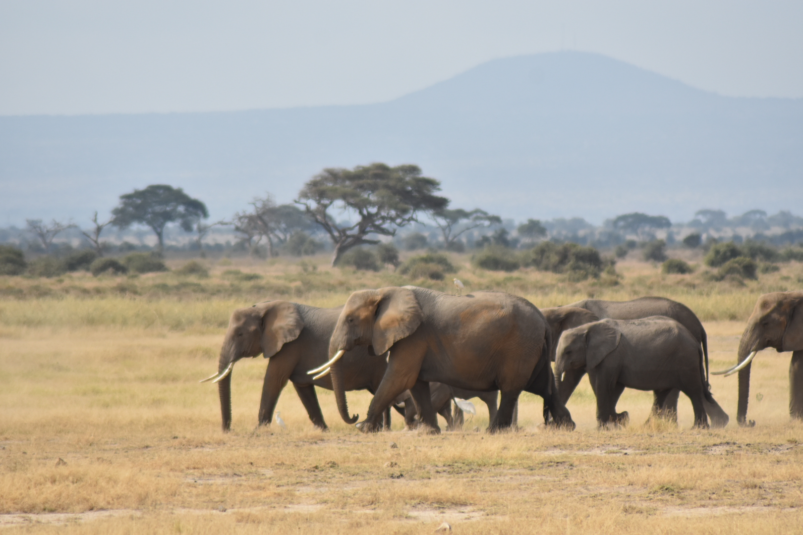 Слоны на фоне Килиманджаро