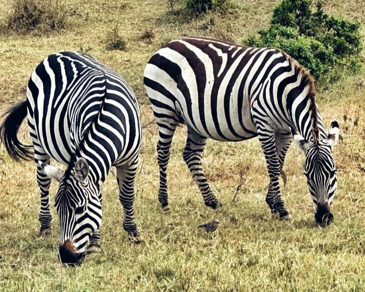 Трое в лодке, не считая бегемота