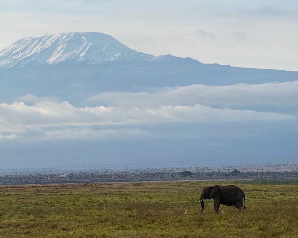 В гостях у жирафов