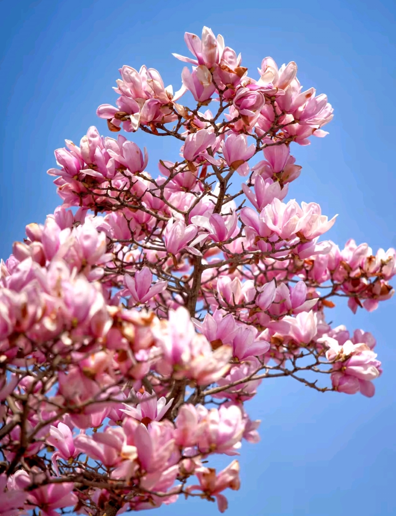 Встречай весну в Восточном Китае: Шанхай, древние деревни, водопады и горы Хуаншань (24/52)