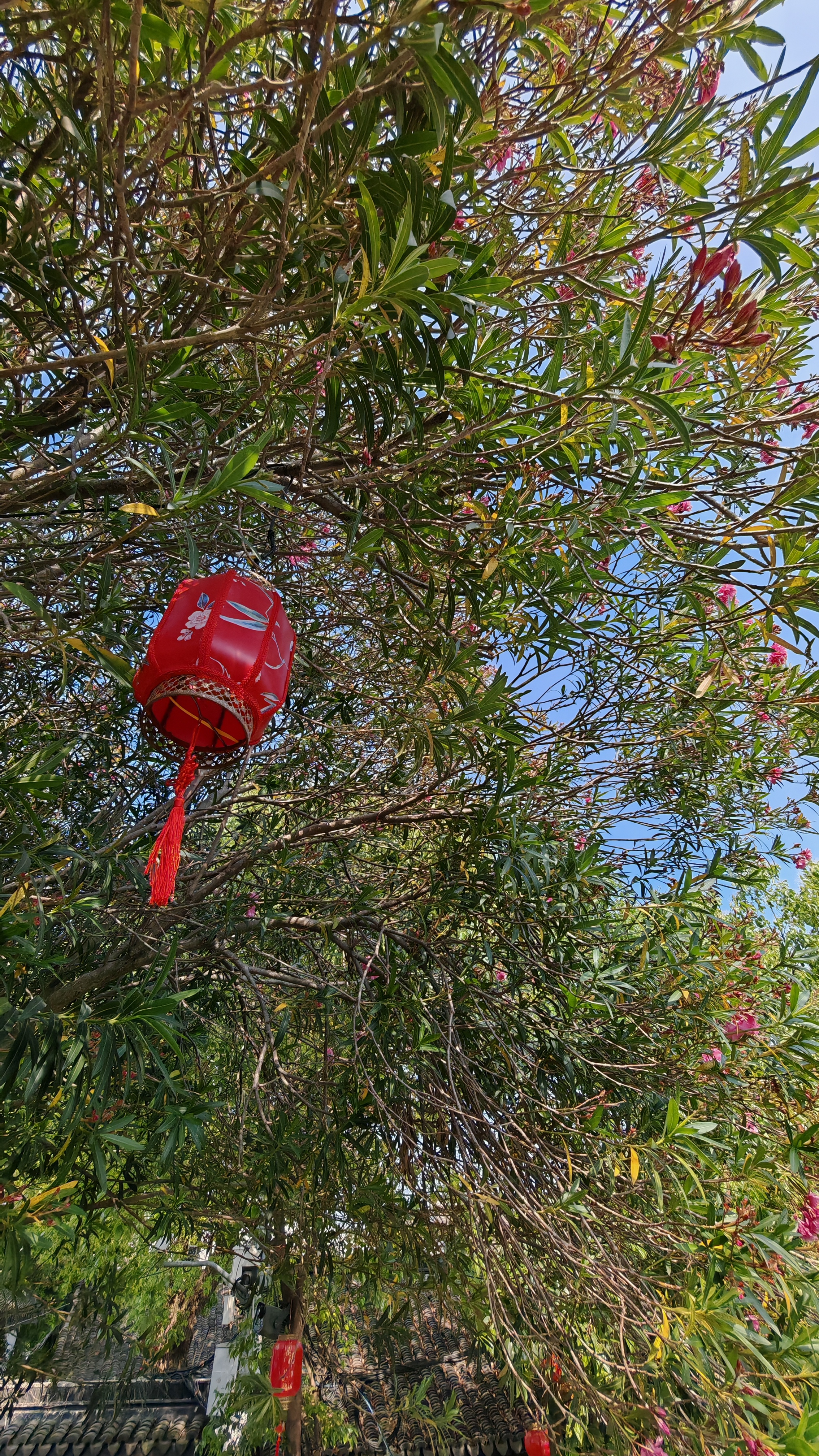 Встречай весну в Восточном Китае: Шанхай, древние деревни, водопады и горы Хуаншань (27/52)