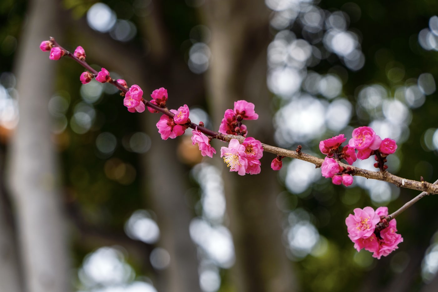 Встречай весну в Восточном Китае: Шанхай, древние деревни, водопады и горы Хуаншань (23/52)