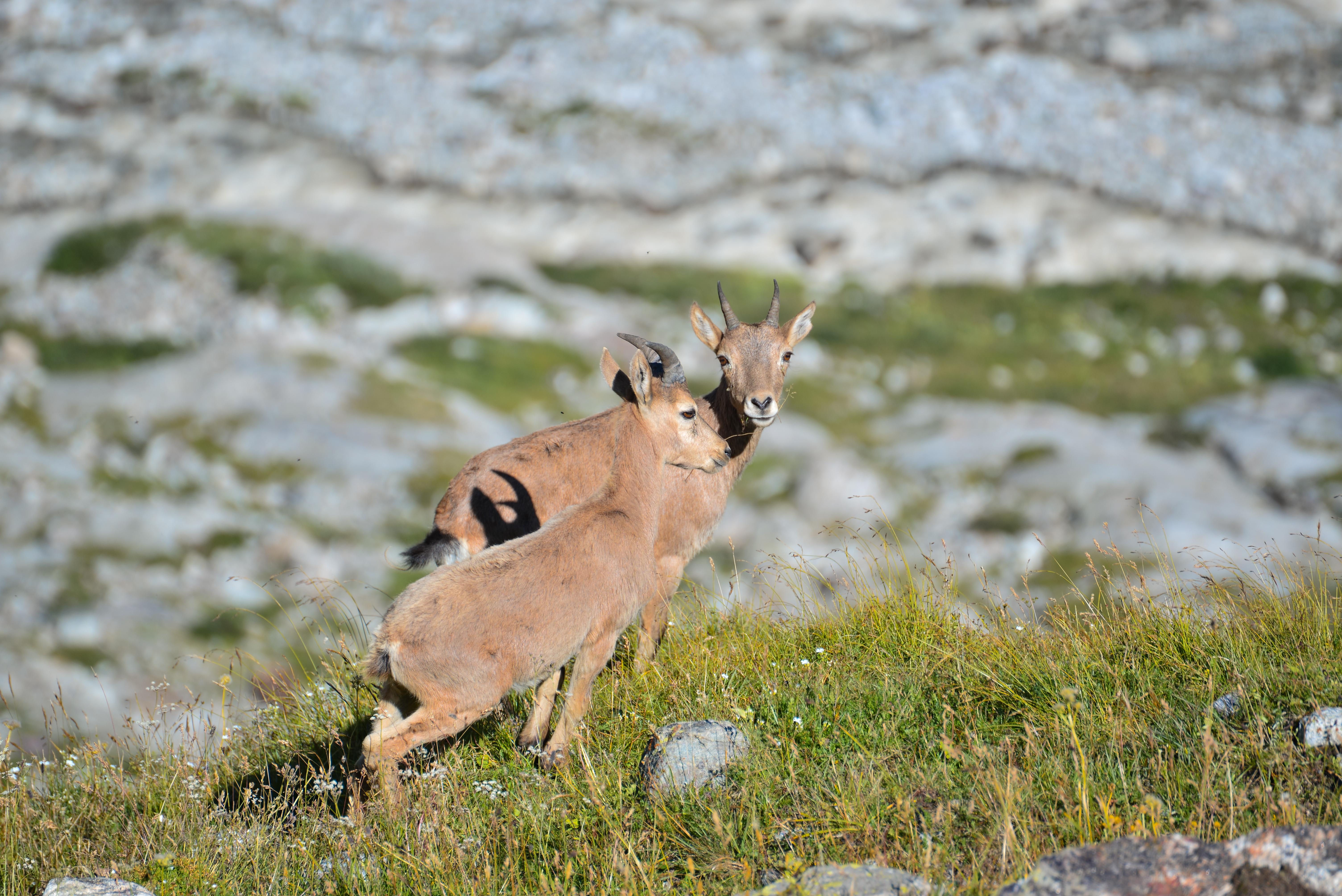 Поход в ущелье Узункол: горы, альпийские луга, ущелья и реки (14/16)