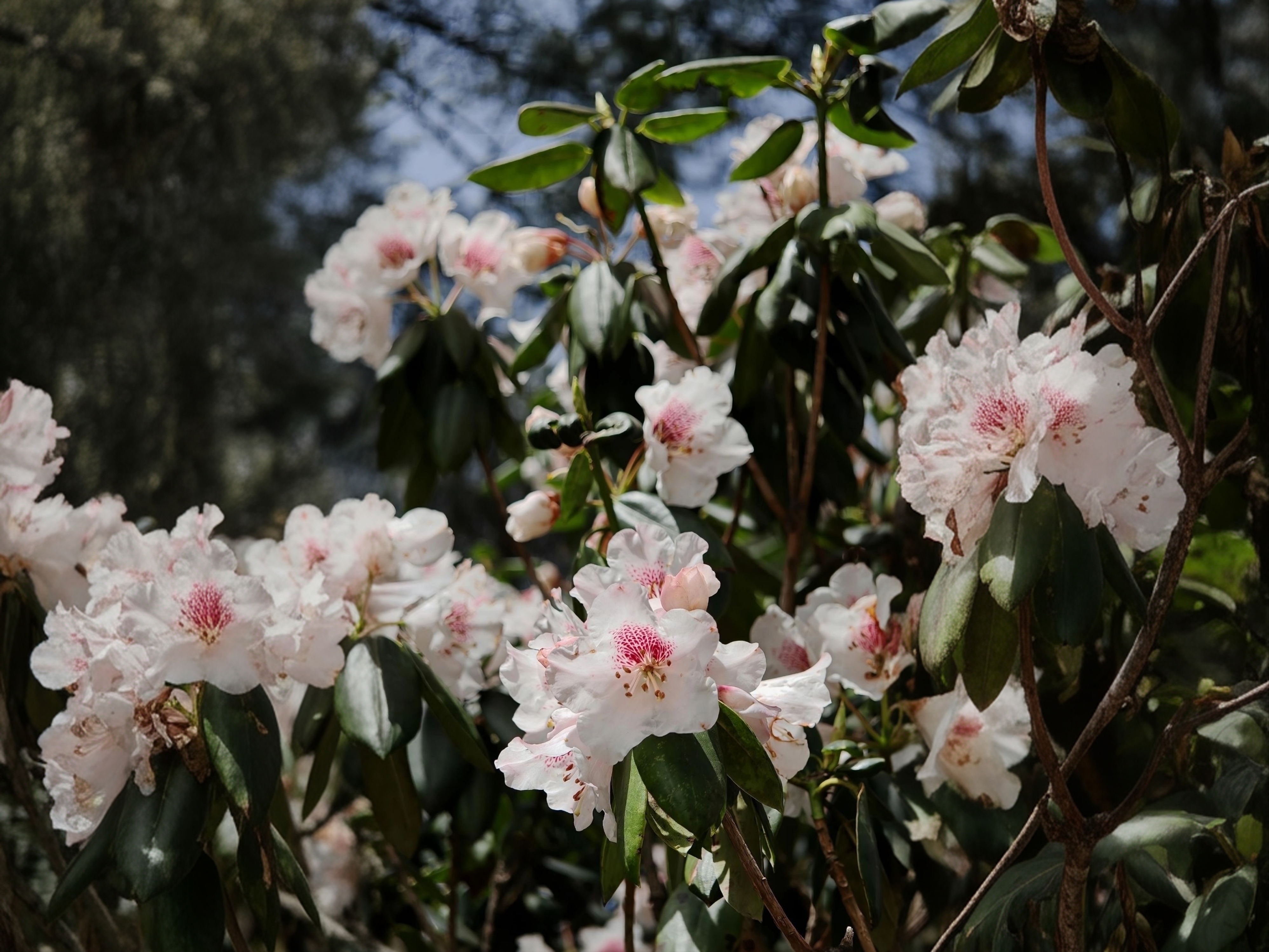 Встречай весну в Восточном Китае: Шанхай, древние деревни, водопады и горы Хуаншань (16/52)