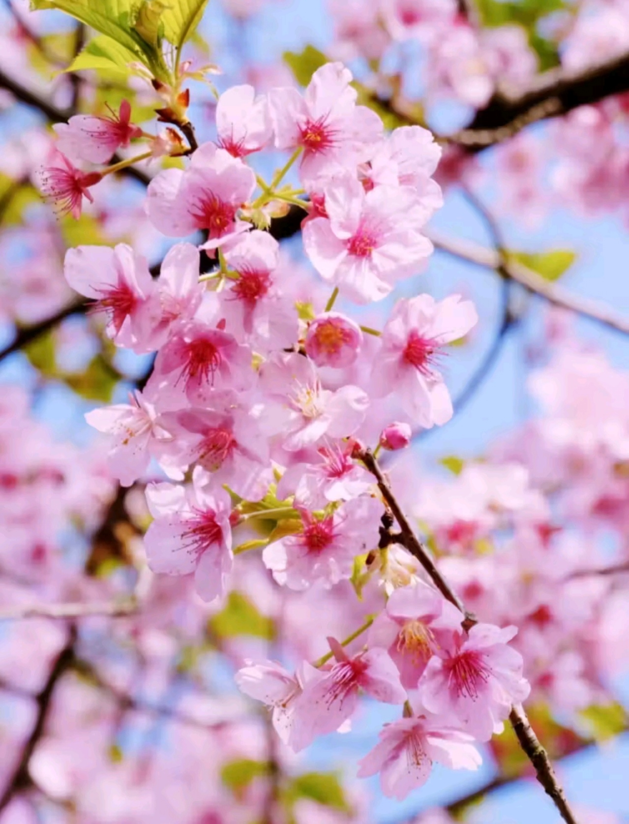 Встречай весну в Восточном Китае: Шанхай, древние деревни, водопады и горы Хуаншань (49/52)