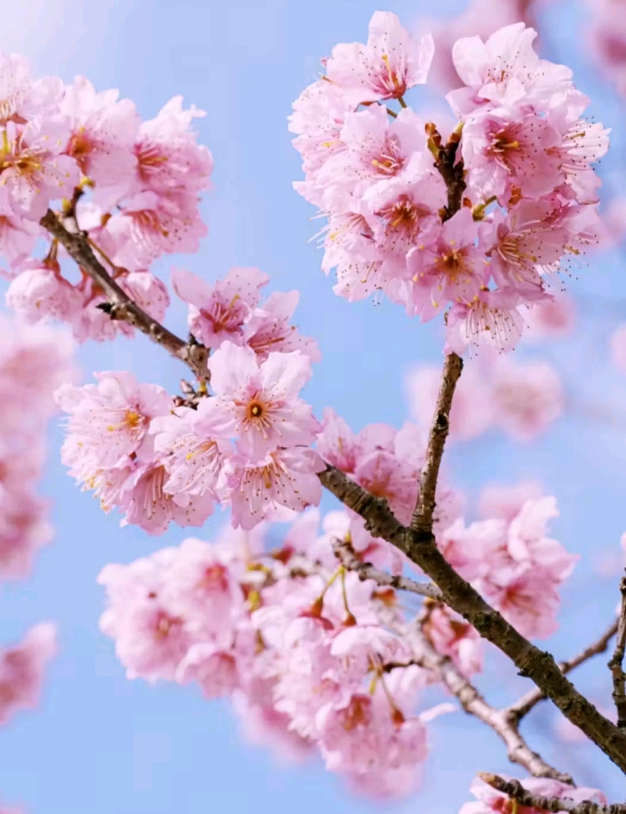 Встречай весну в Восточном Китае: Шанхай, древние деревни, водопады и горы Хуаншань (28/52)