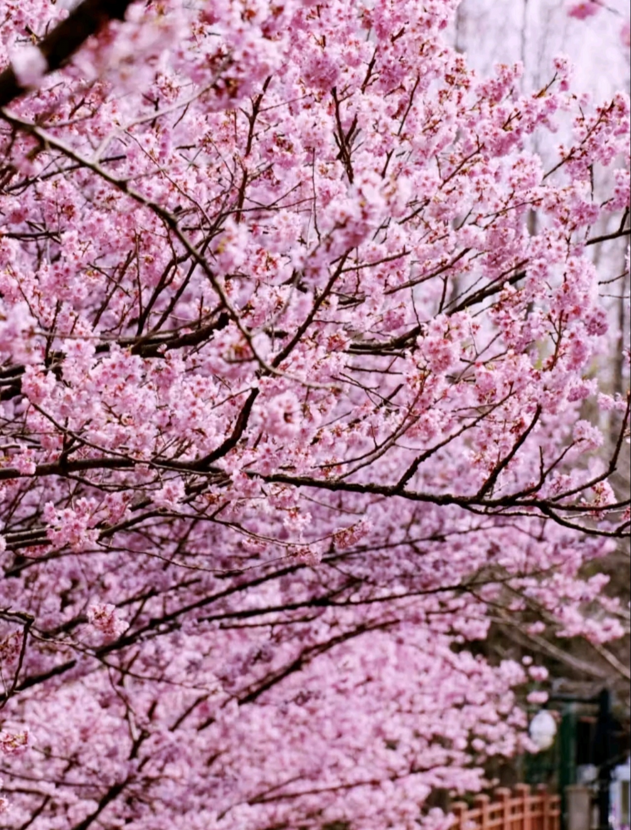 Встречай весну в Восточном Китае: Шанхай, древние деревни, водопады и горы Хуаншань