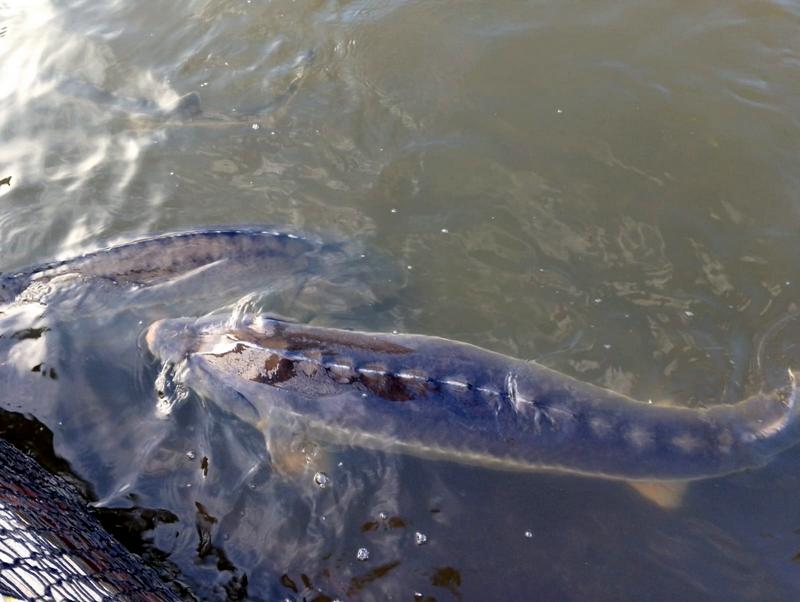 К соляным озерам Волжской степи (7/15)