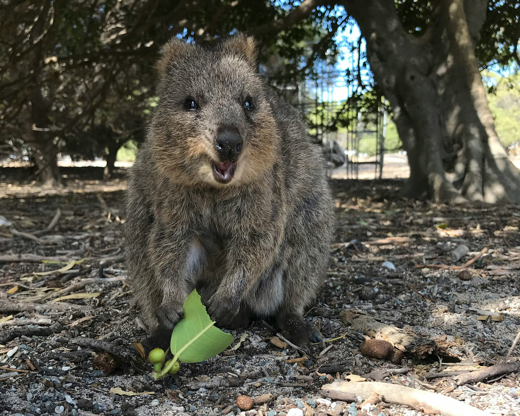 Австралия: от Запада до Востока (8/36)