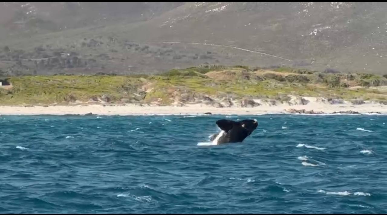 Юар киты, водопад Виктория, сафари в Чобе и Кейптаун. (6/27)