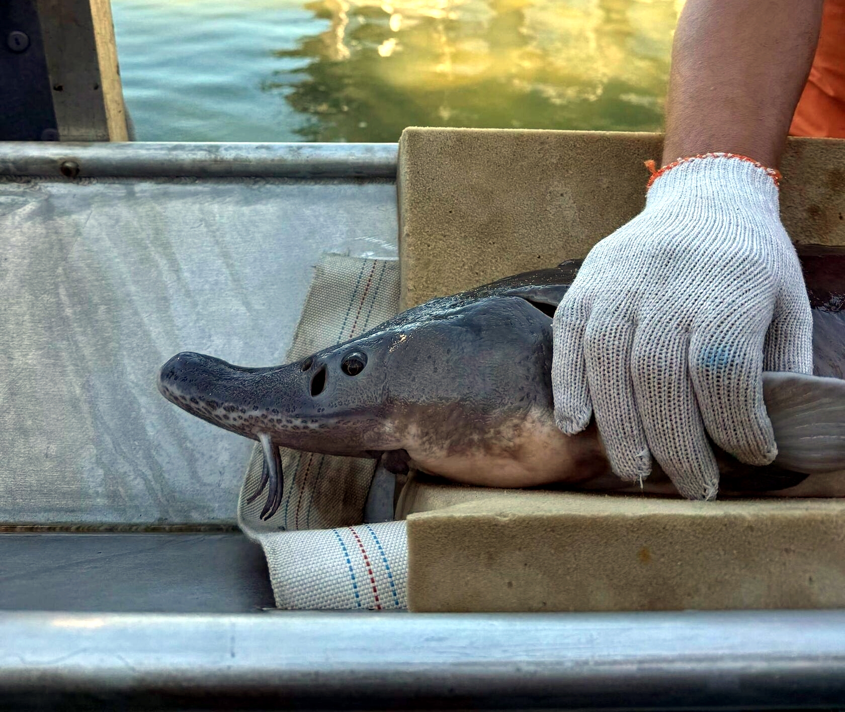Осетрово-улиточная ферма + царская дегустация! (7/13)