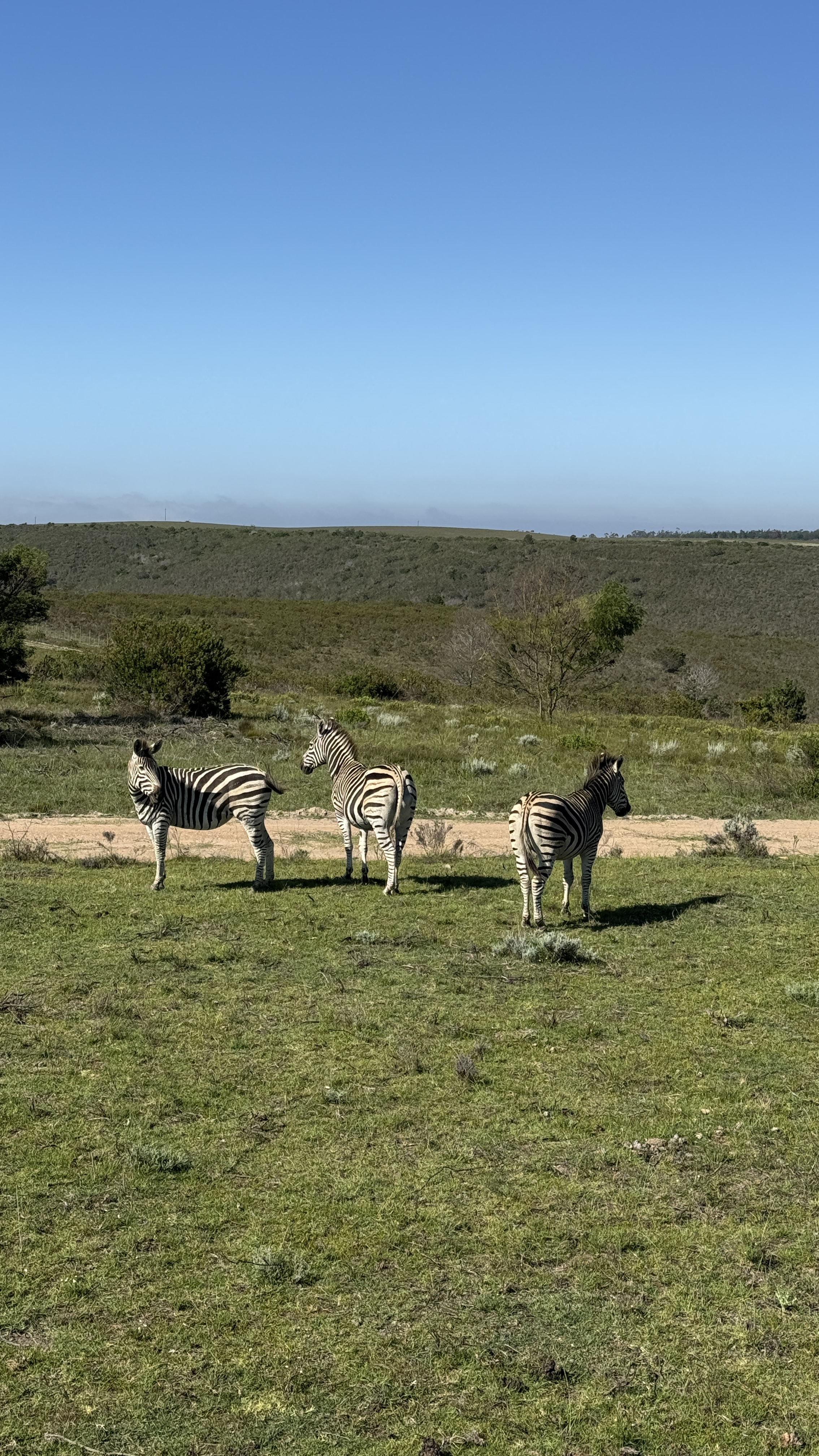 Между двумя океанами: большое путешествие по Юар (14/49)
