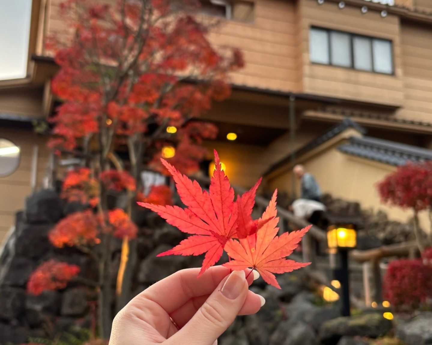 Шелест красного клёна. Япония