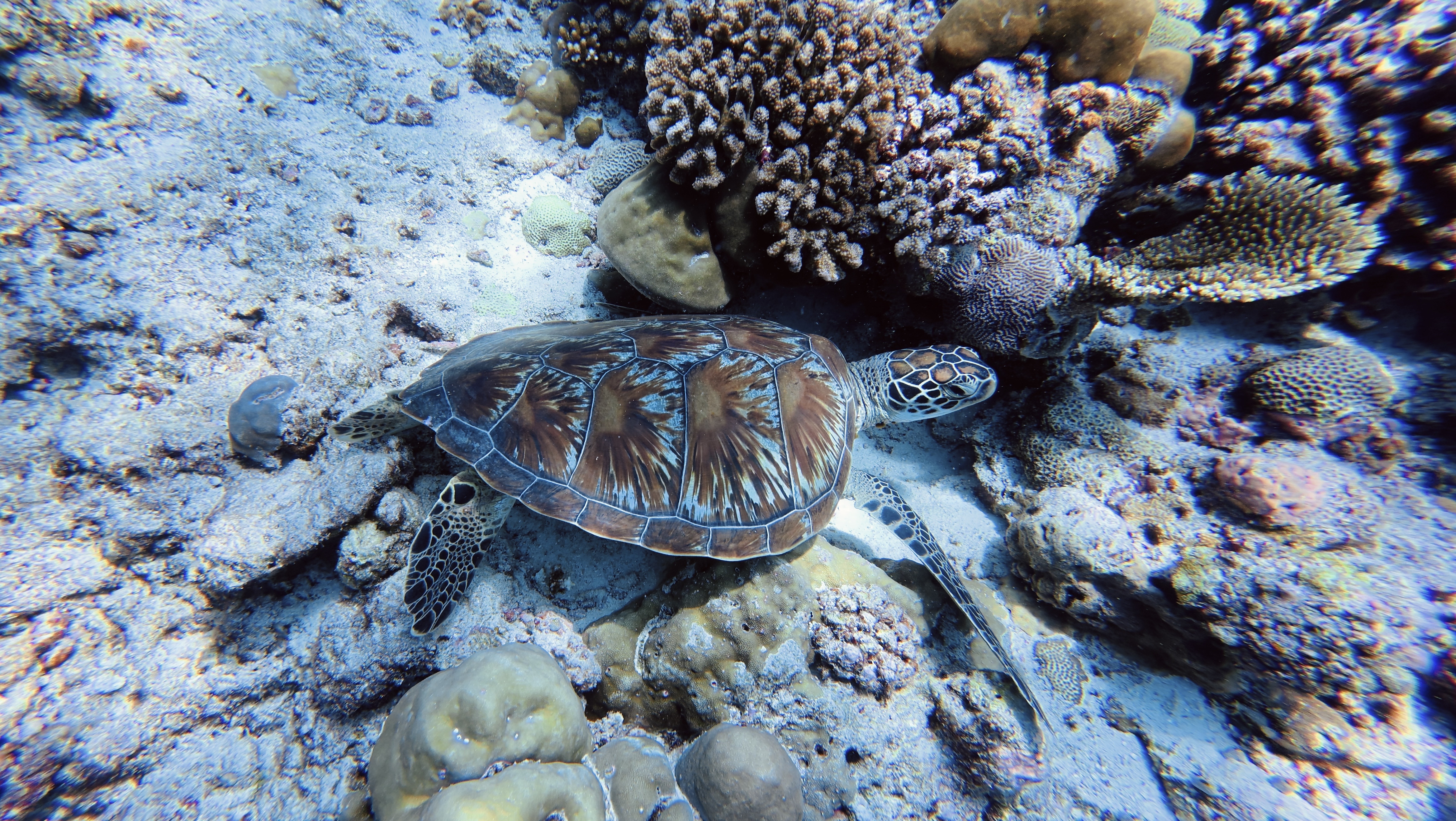 Мальдивы Для Пар - Ваши даты (50/61)