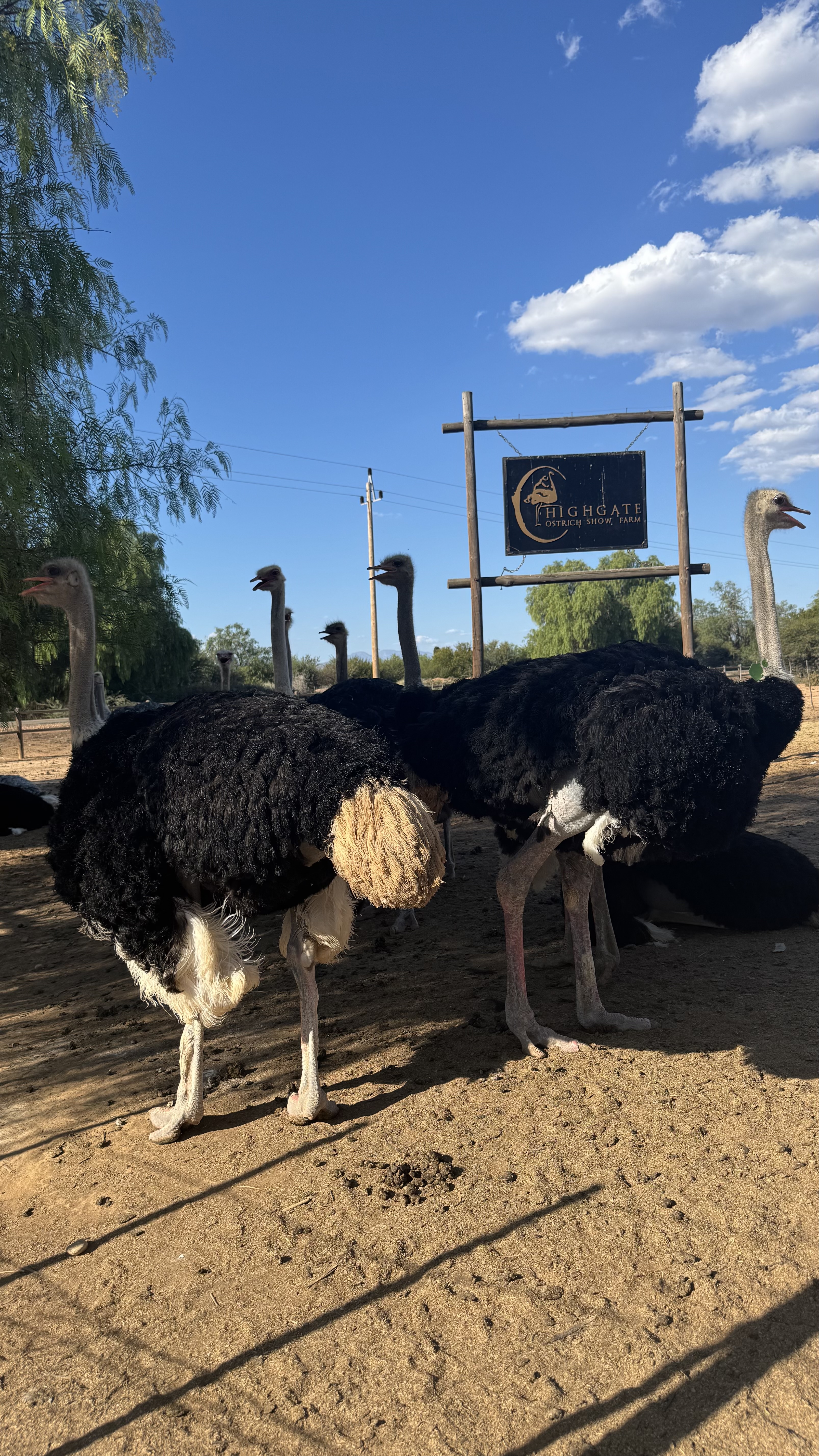 Между двумя океанами: большое путешествие по Юар (12/49)
