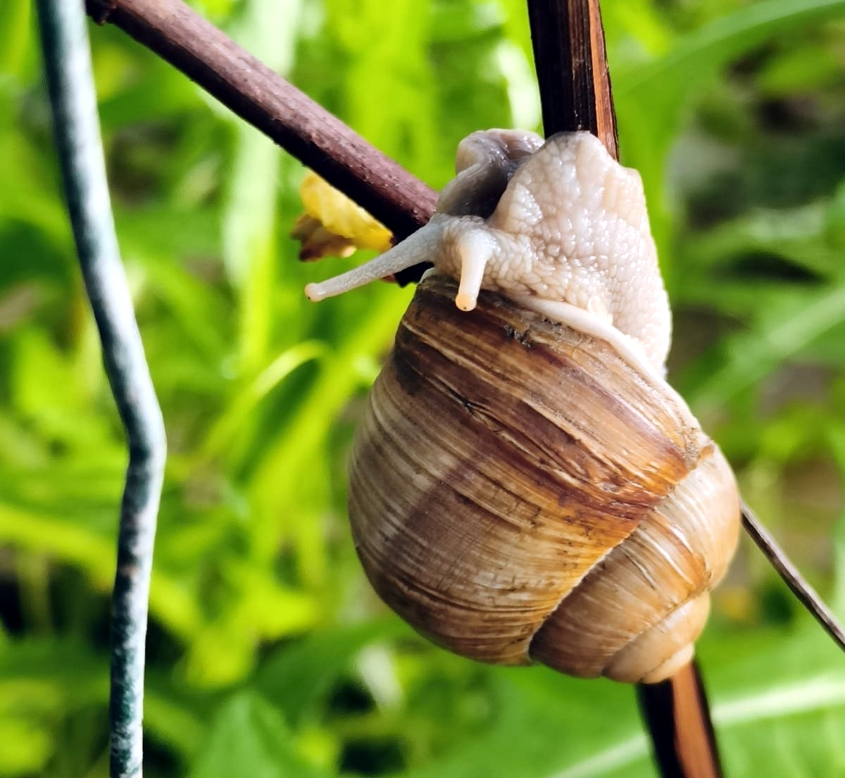 Осетрово-улиточная ферма + царская дегустация! (9/13)