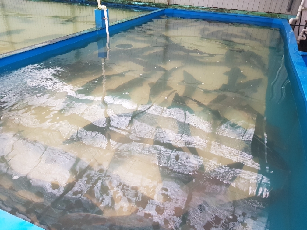 Осетрово-улиточная ферма + царская дегустация! (8/13)