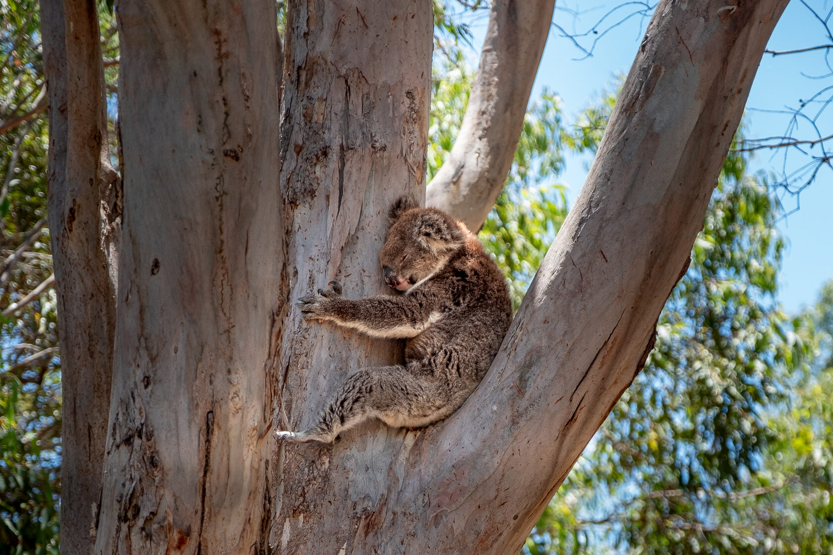 Австралия: от Запада до Востока (6/36)