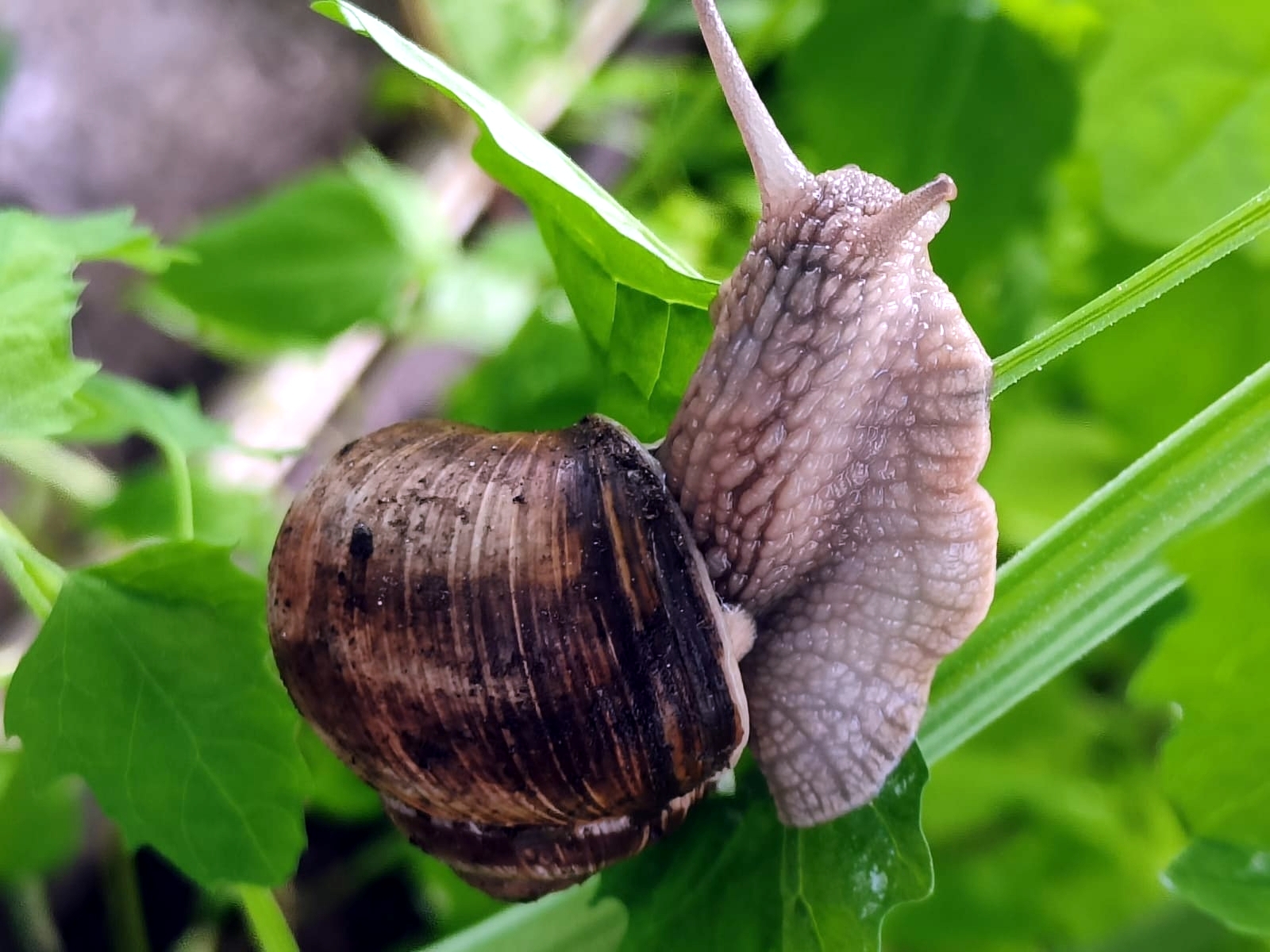 Осетрово-улиточная ферма + царская дегустация! (11/13)