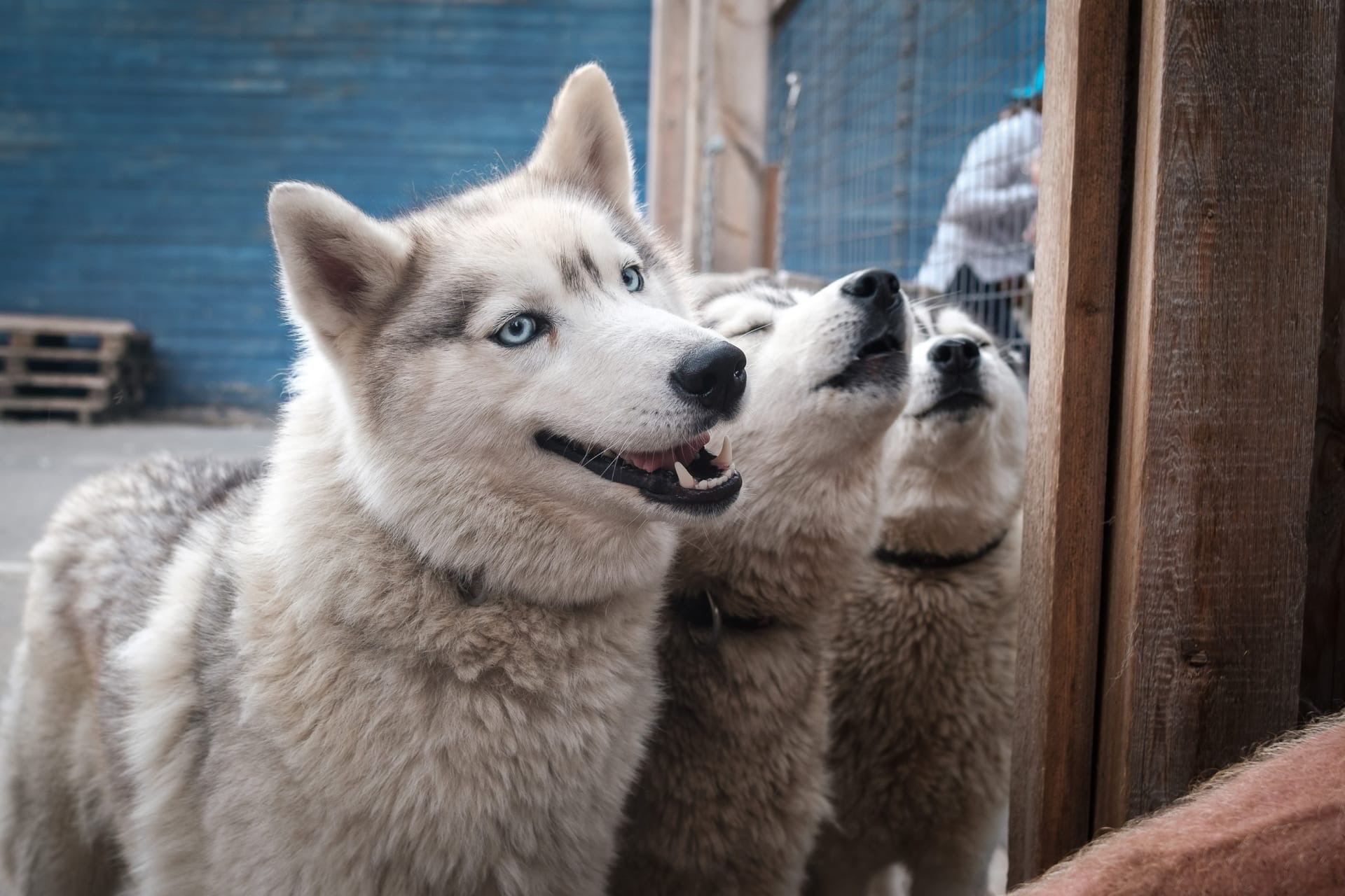 Териберка, киты и Хибины на Кольском за 4 дня (7/19)