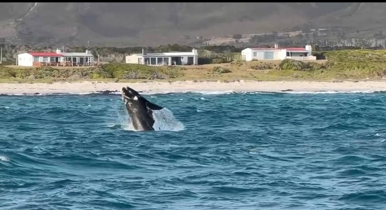 Юар киты, водопад Виктория, сафари в Чобе и Кейптаун. (7/27)