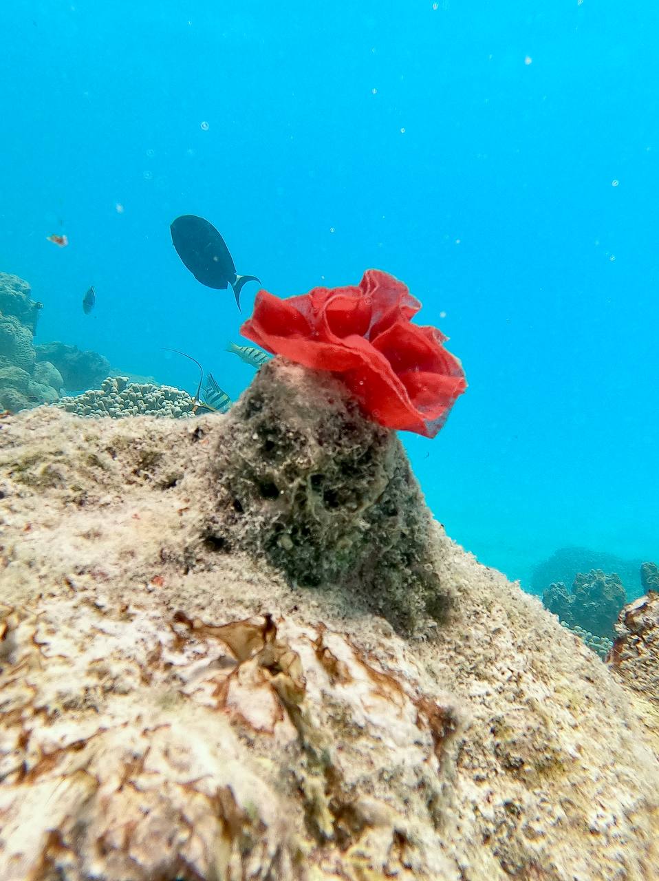 Мальдивы Для Пар - Ваши даты (49/61)