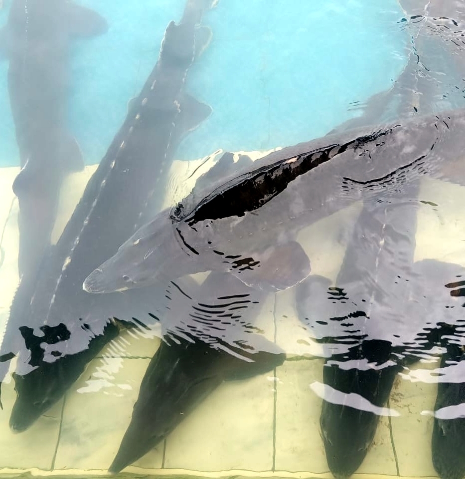 Осетрово-улиточная ферма + царская дегустация! (3/13)