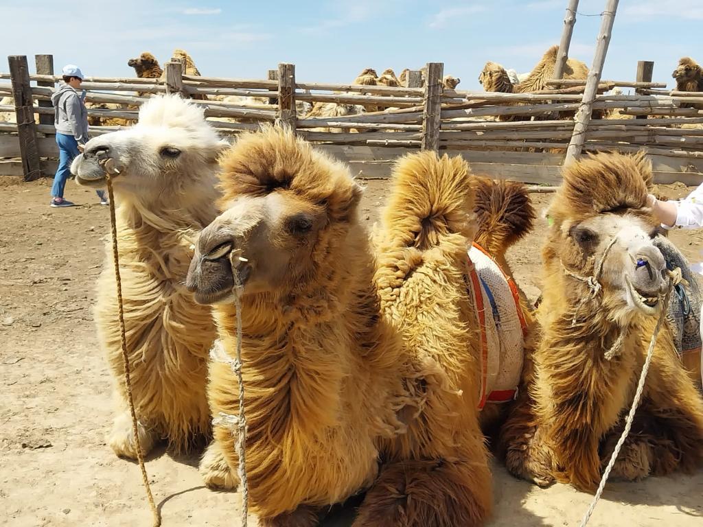 К золотой обители Будды (11/15)