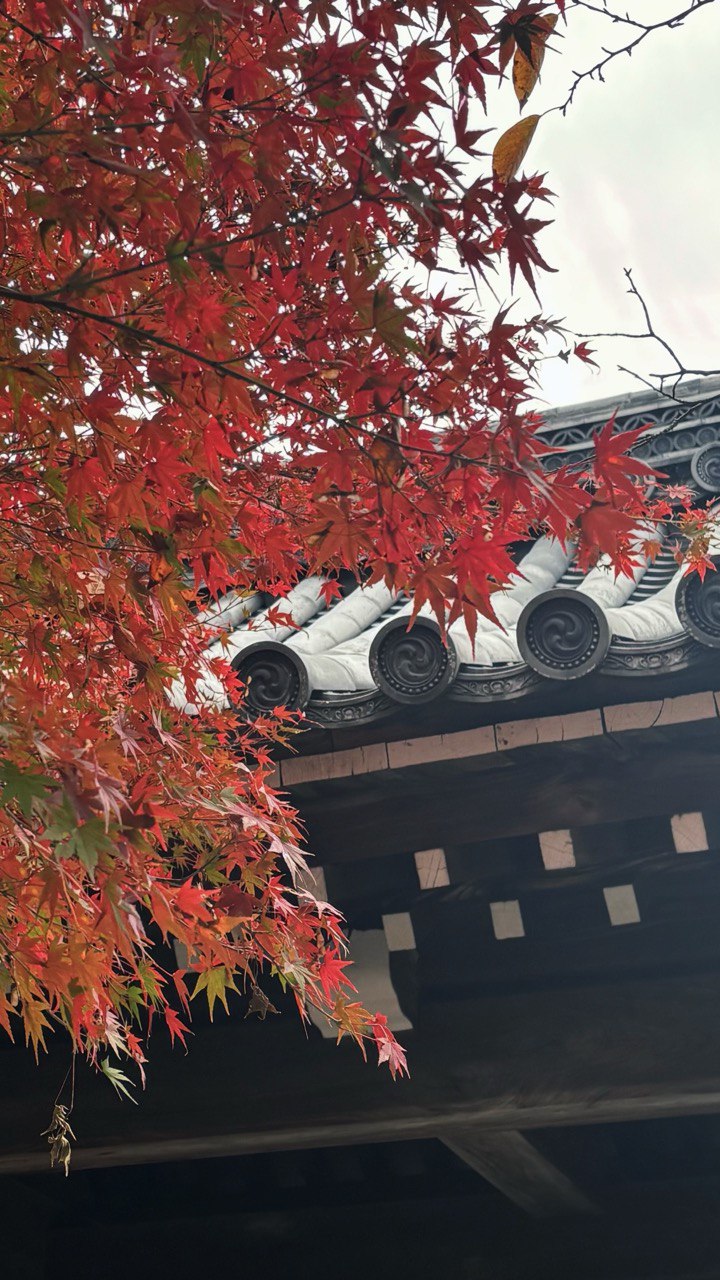 Охота за красными клёнами. Тур в Японию