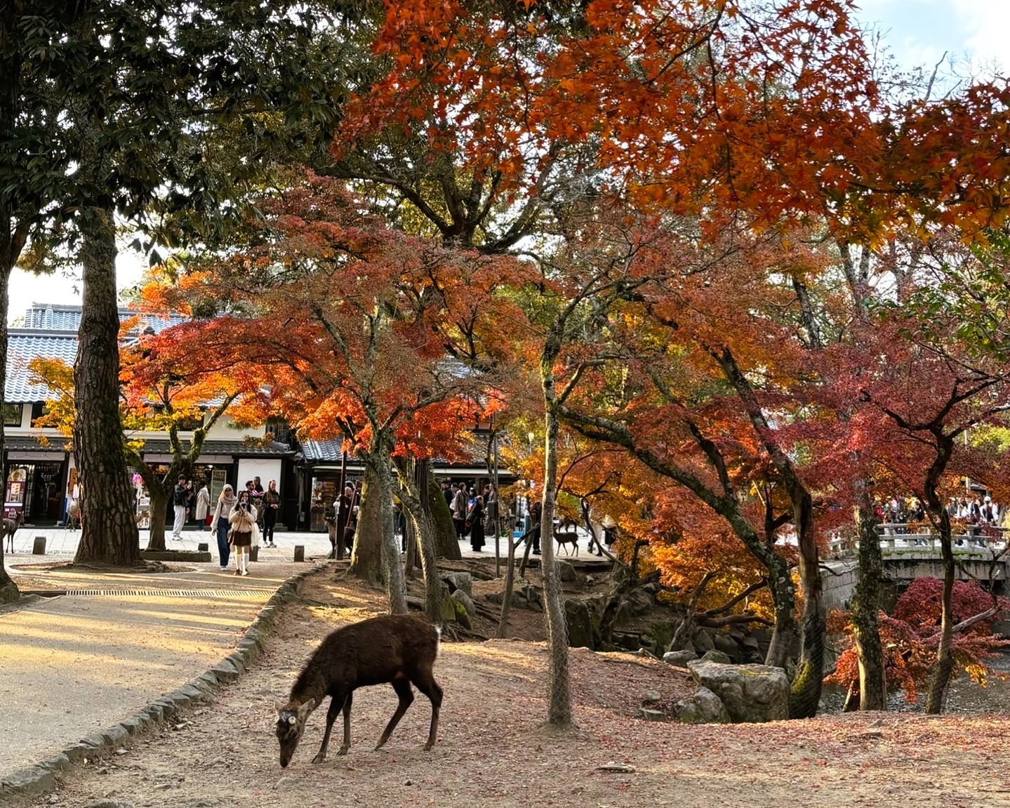 Охота за красными клёнами. Тур в Японию (4/43)