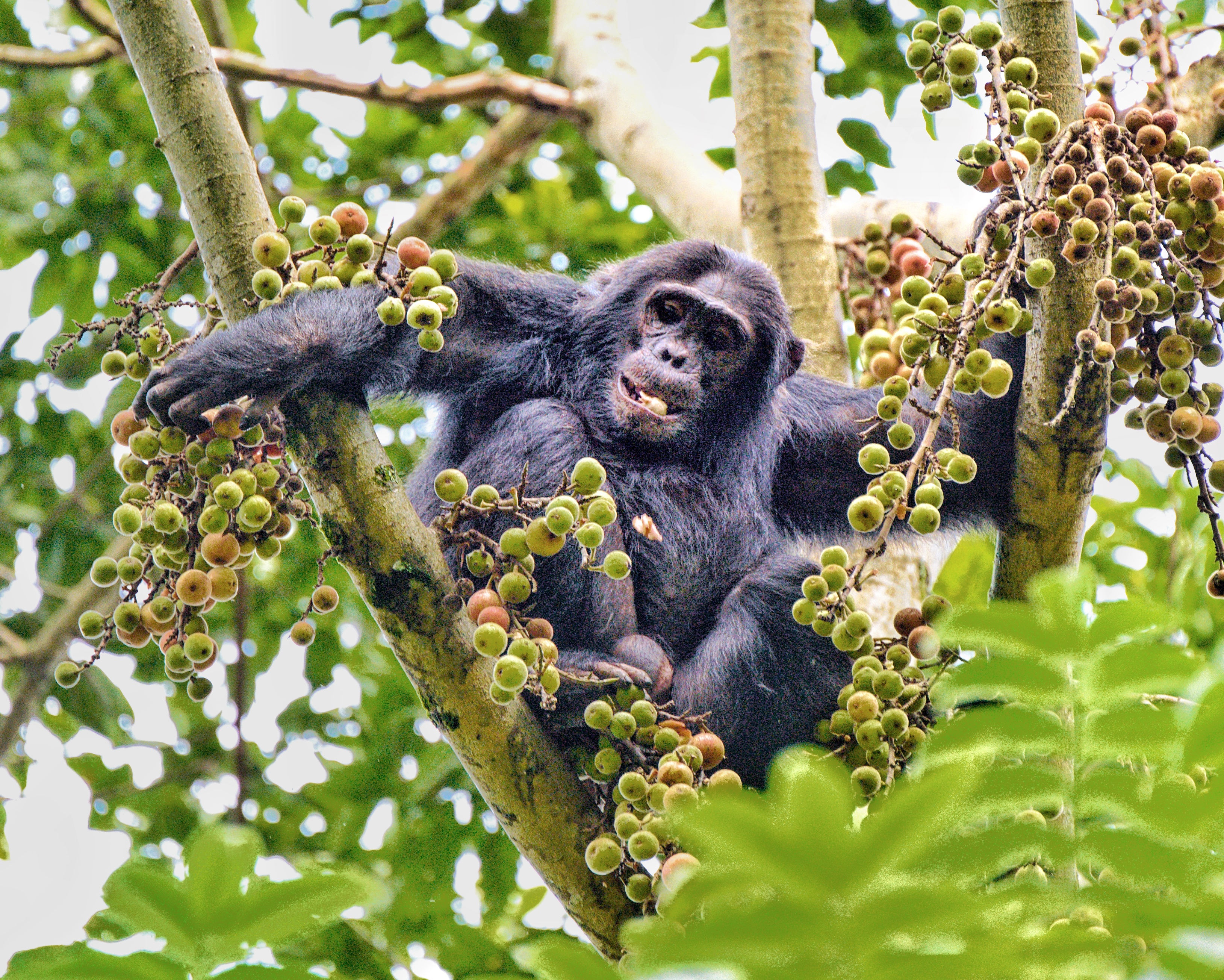 10 Days Kigali, Nyungwe, Lake Kivu And Volcanoes Rwanda Adventure (14/26)