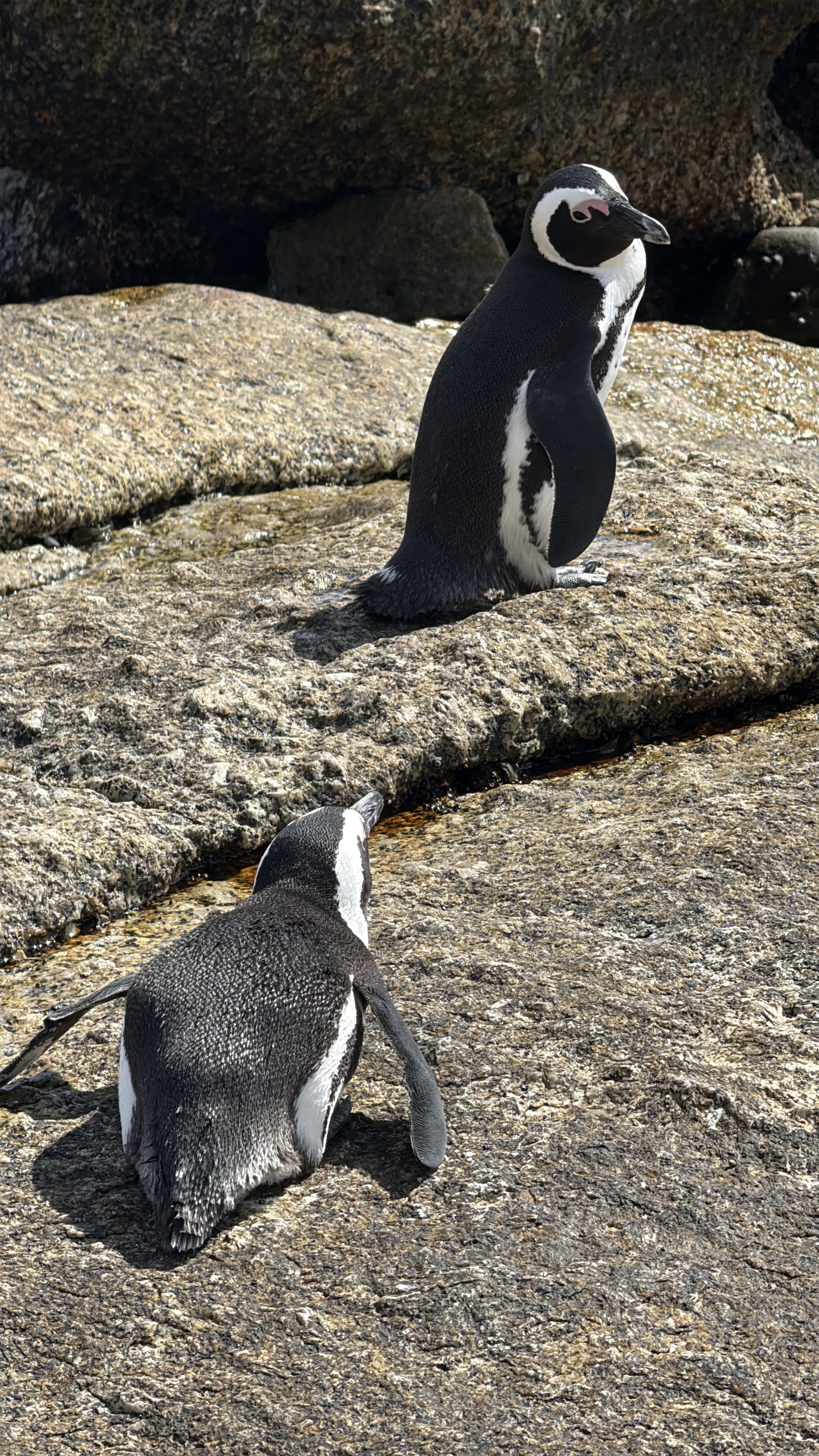 Юар: мыс Доброй Надежды, Столовая гора, пингвины, винодельни, гепарды (39/69)