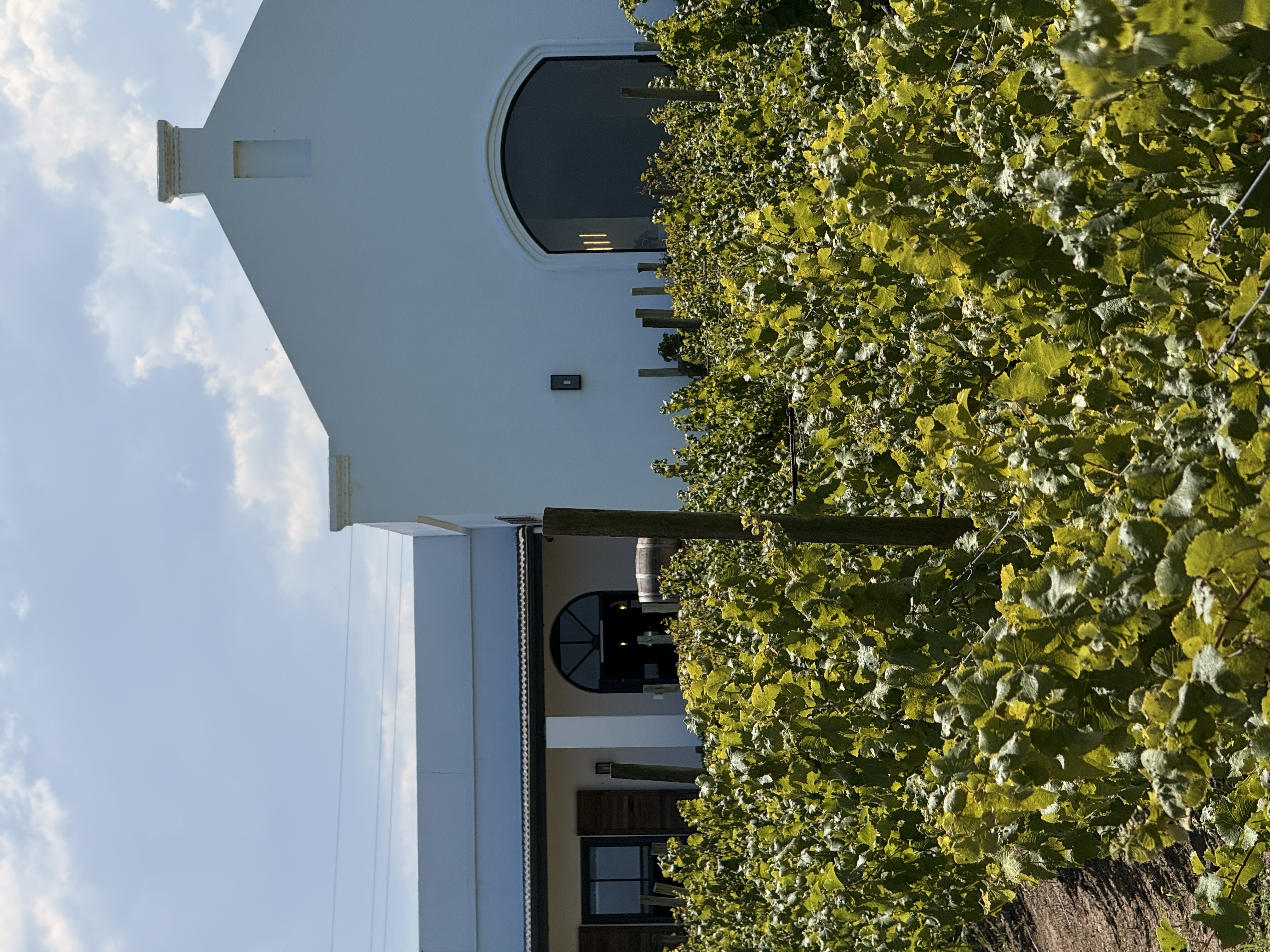 Юар: мыс Доброй Надежды, Столовая гора, пингвины, винодельни, гепарды (15/69)