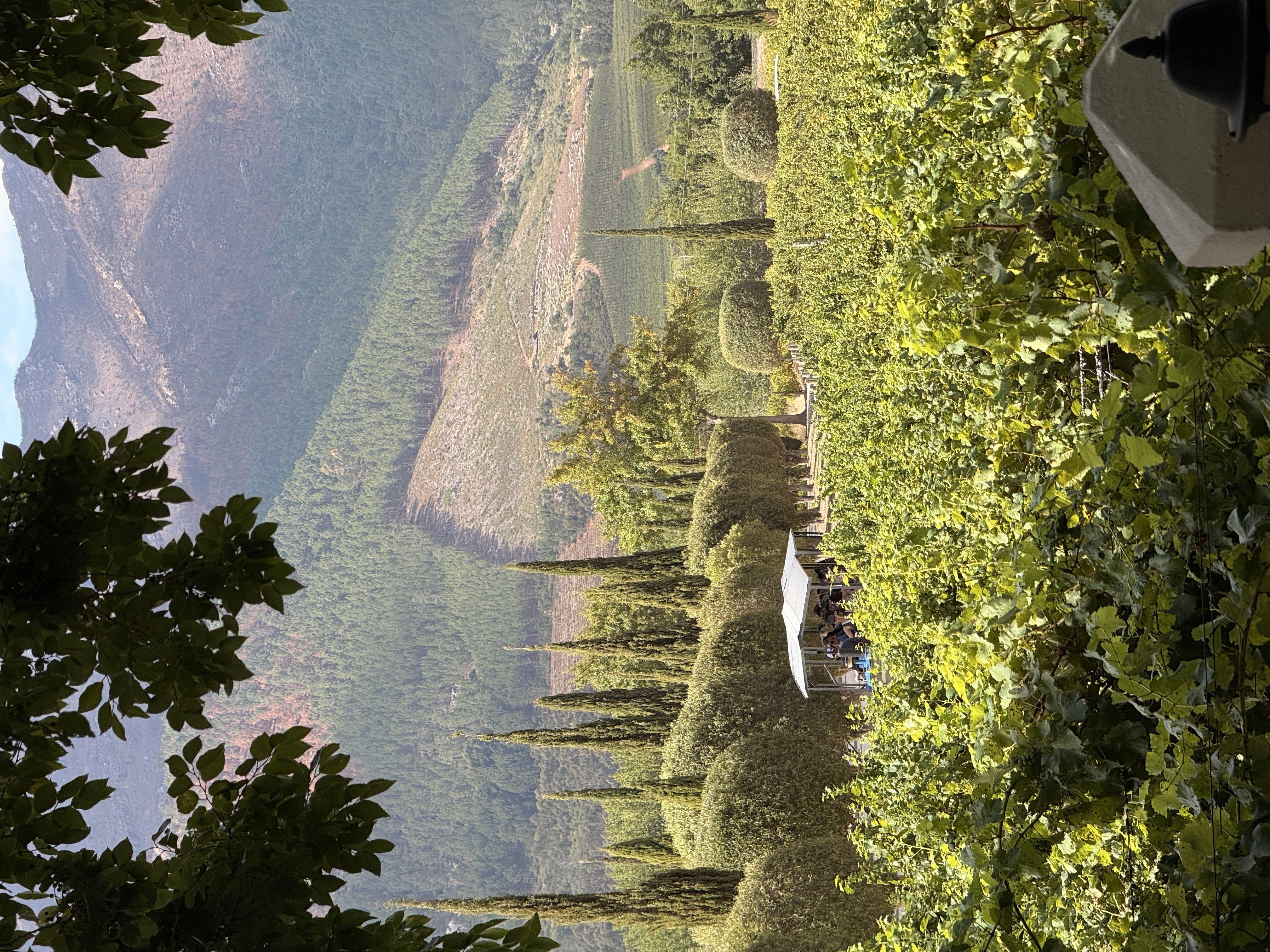 Юар: мыс Доброй Надежды, Столовая гора, пингвины, винодельни, гепарды (51/69)