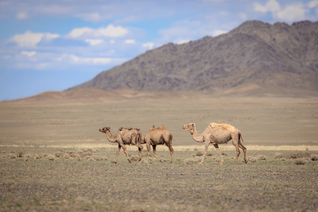 Цветущая Монголия. Озера и Барханы (23/47)