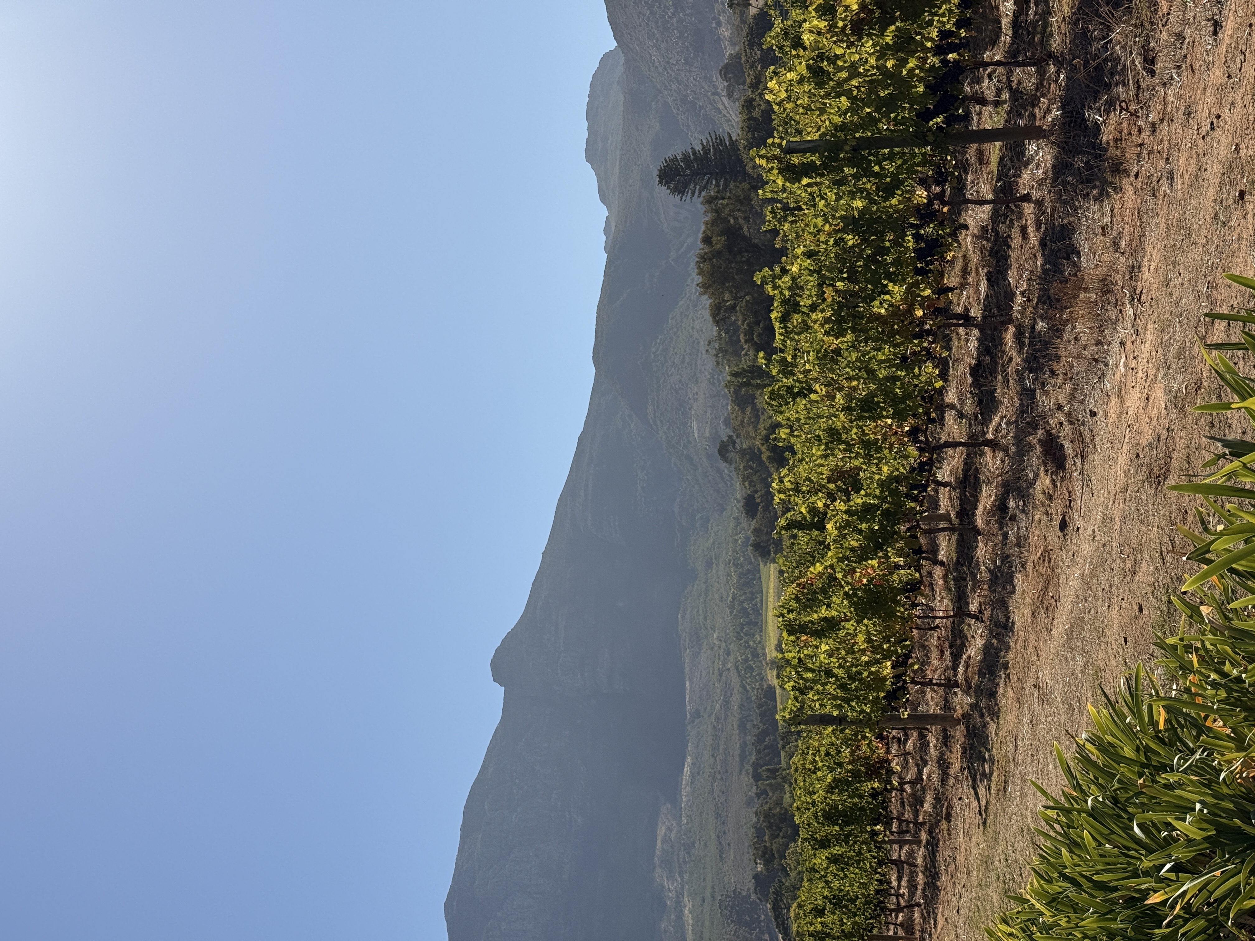 Юар: мыс Доброй Надежды, Столовая гора, пингвины, винодельни, гепарды (36/69)