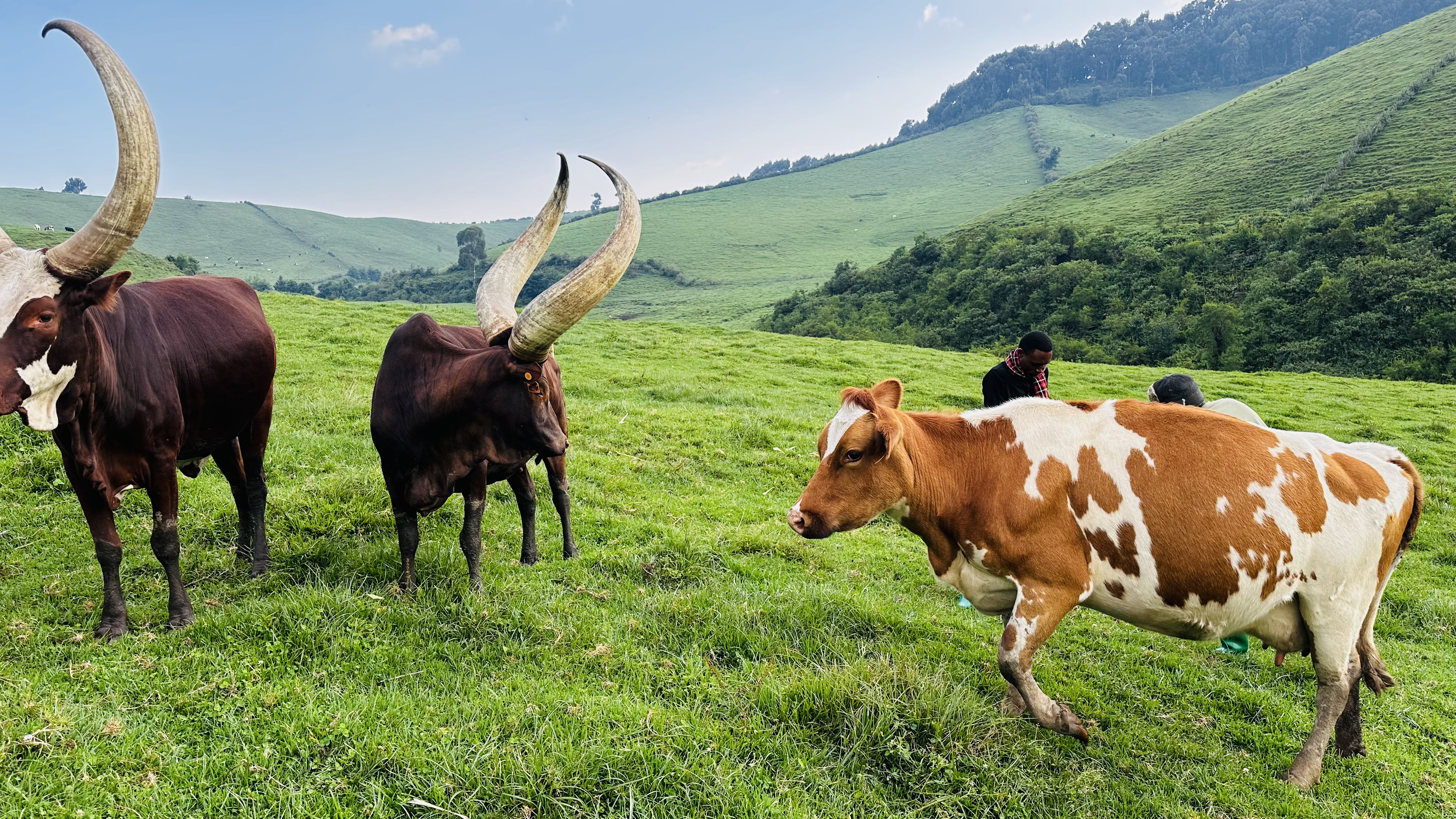 10 Days Kigali, Nyungwe, Lake Kivu And Volcanoes Rwanda Adventure (19/26)
