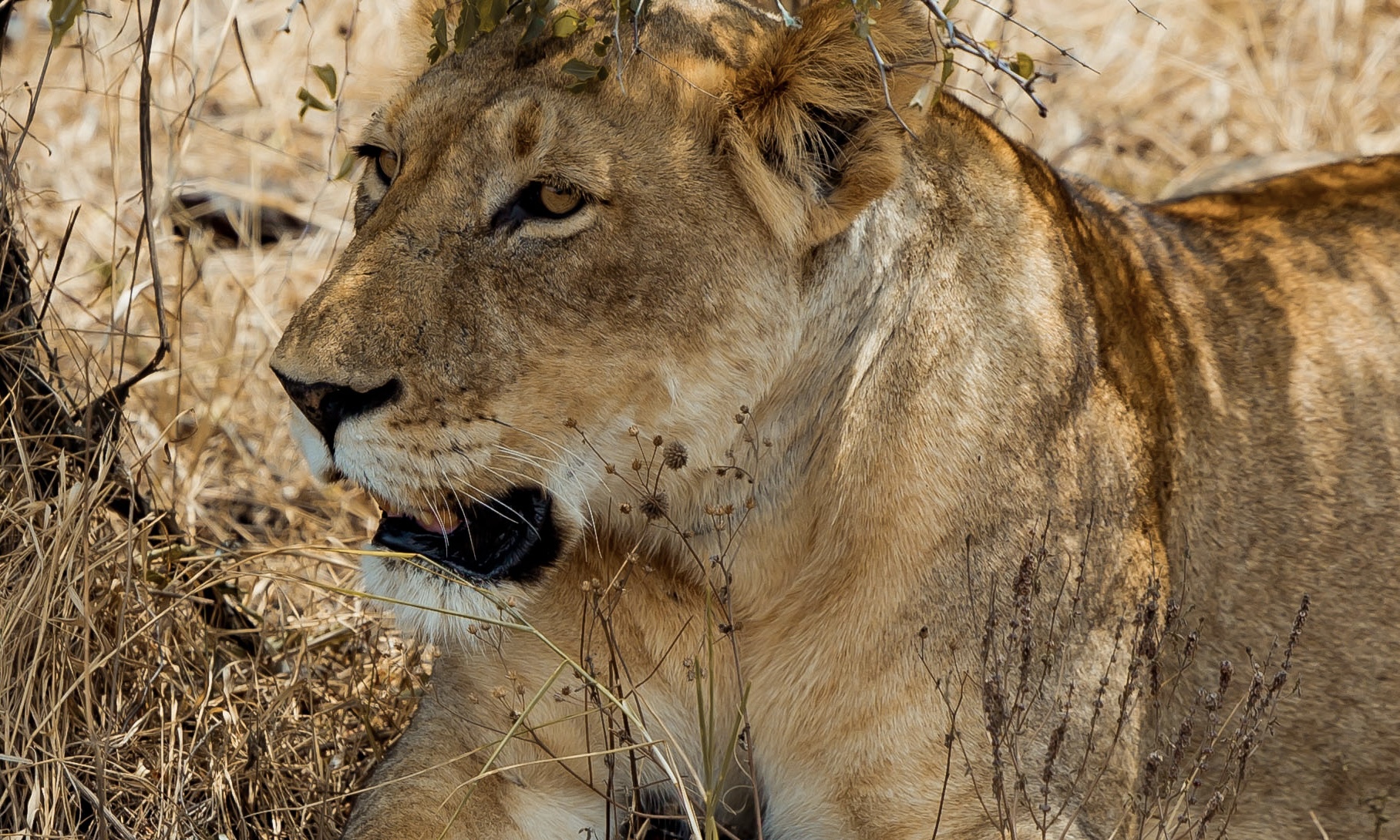 8 Days Kigali, Akagera And Volcanoes National Park Circuit (11/22)