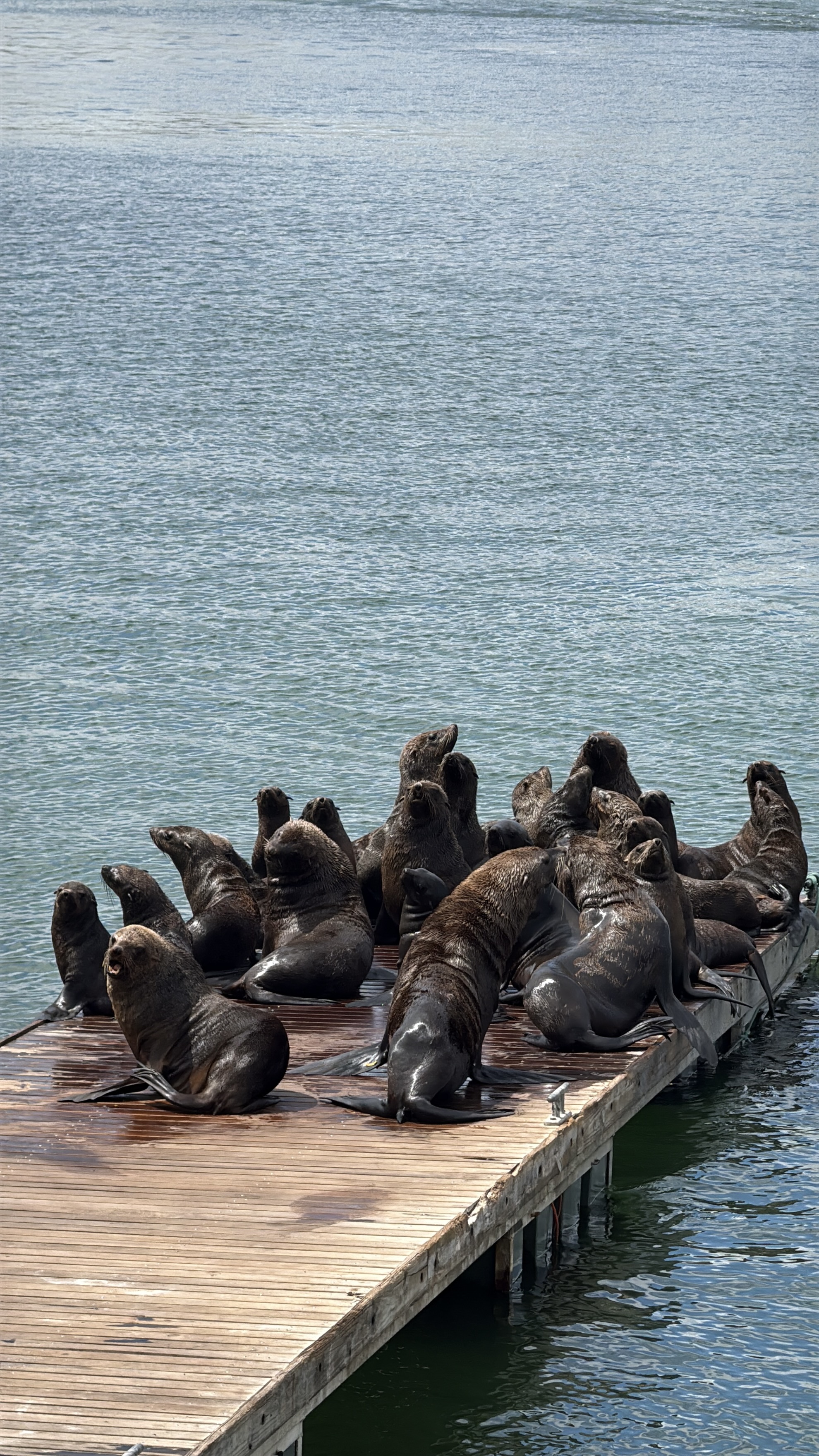 Юар: мыс Доброй Надежды, Столовая гора, пингвины, винодельни, гепарды (6/69)