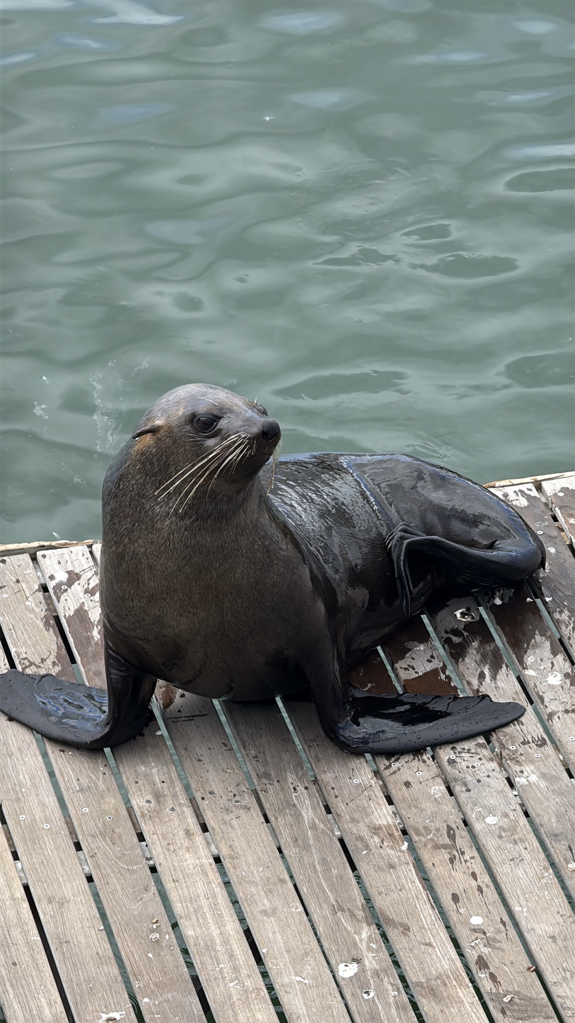 Юар: мыс Доброй Надежды, Столовая гора, пингвины, винодельни, гепарды (7/69)