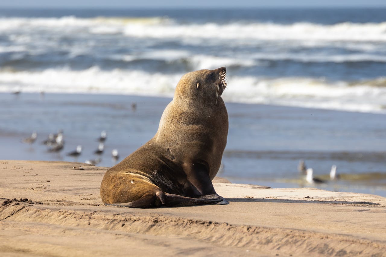 Намибия + Замбия + Зимбабве + Ботсвана (14/46)