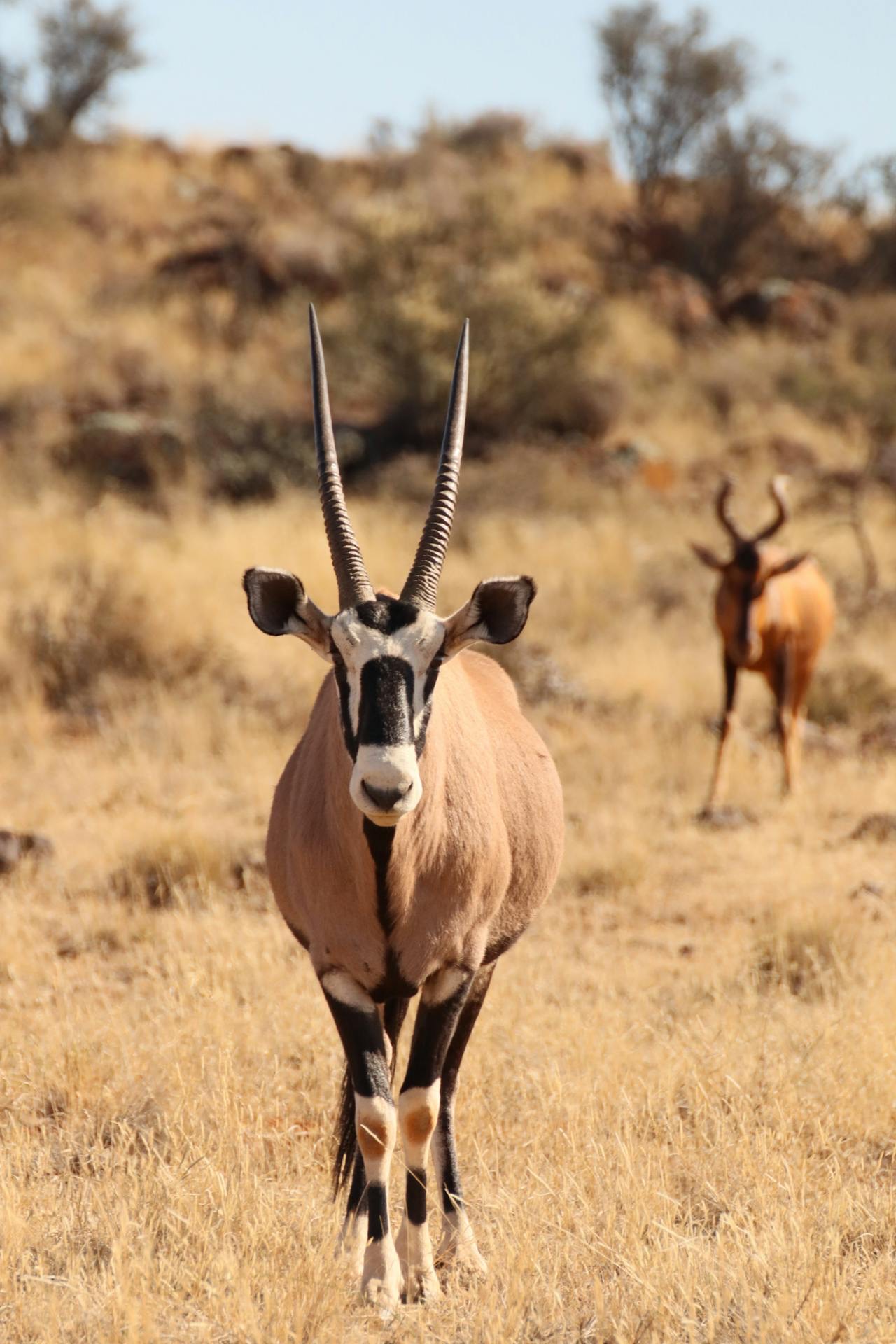 Намибия + Замбия + Зимбабве + Ботсвана (8/46)