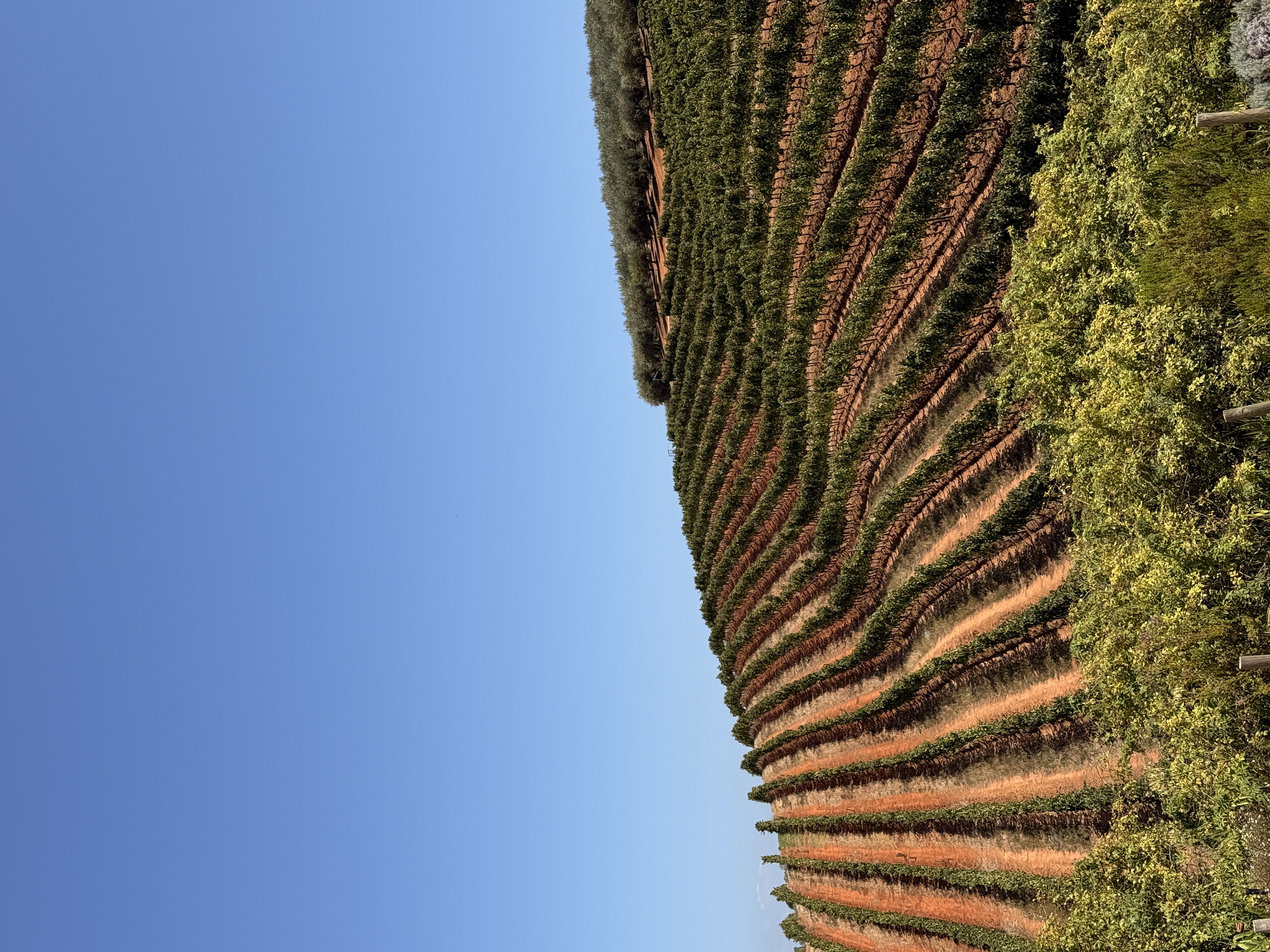 Юар: мыс Доброй Надежды, Столовая гора, пингвины, винодельни, гепарды (48/69)