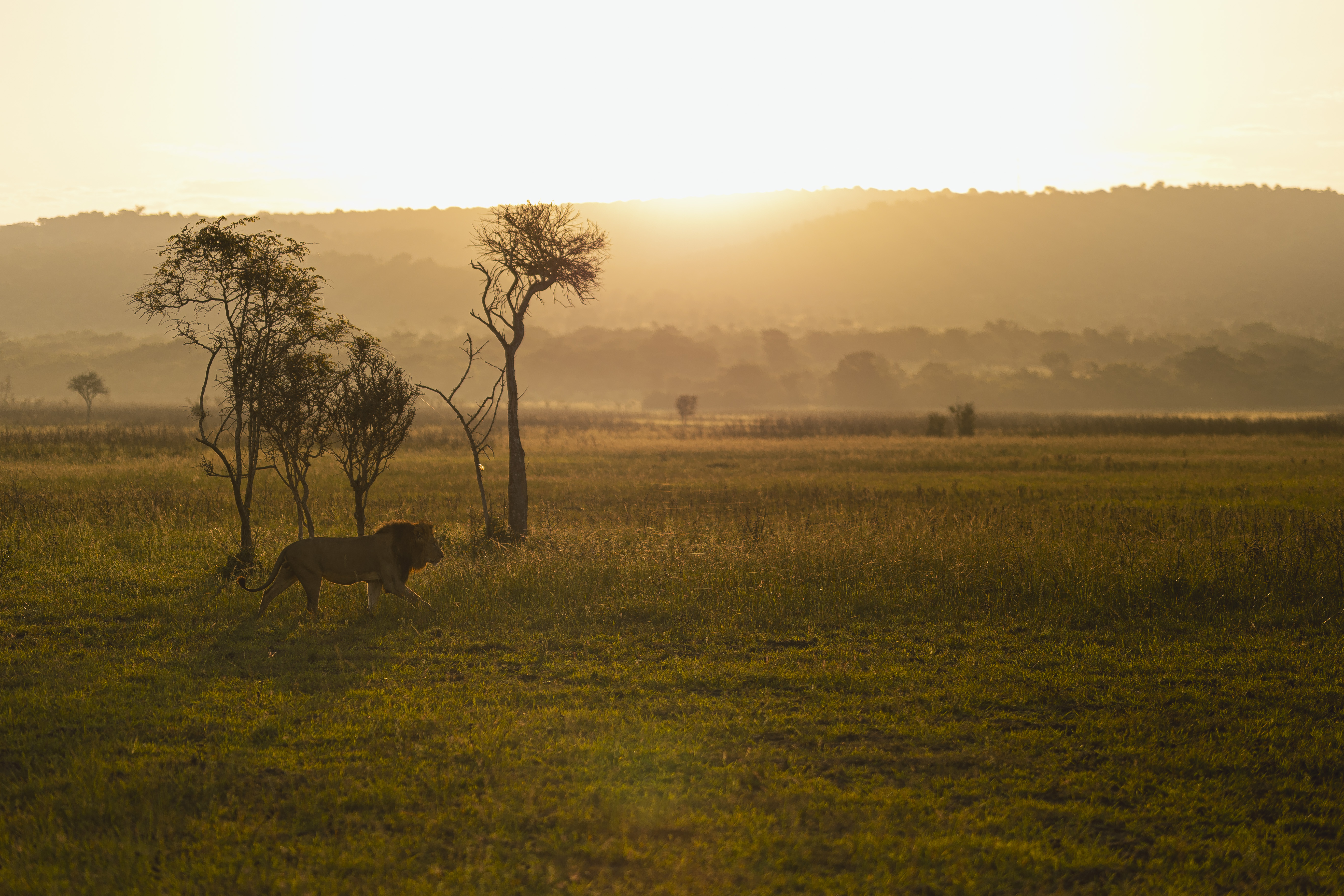 8 Days Kigali, Akagera And Volcanoes National Park Circuit (12/22)
