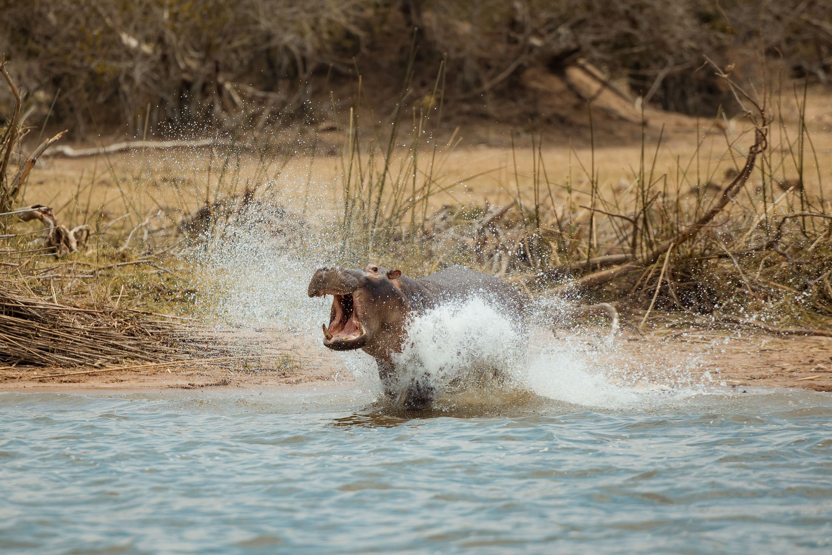 8 Days Kigali, Akagera And Volcanoes National Park Circuit (8/22)