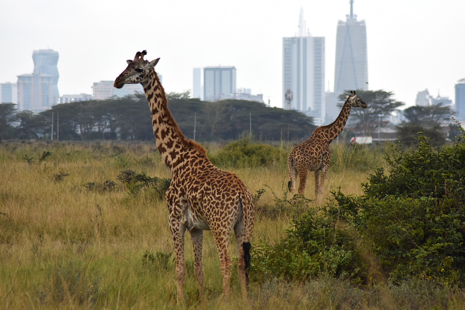 Бюджетный тур в Кению на 5 дней с подбором авиабилетов (13/20)