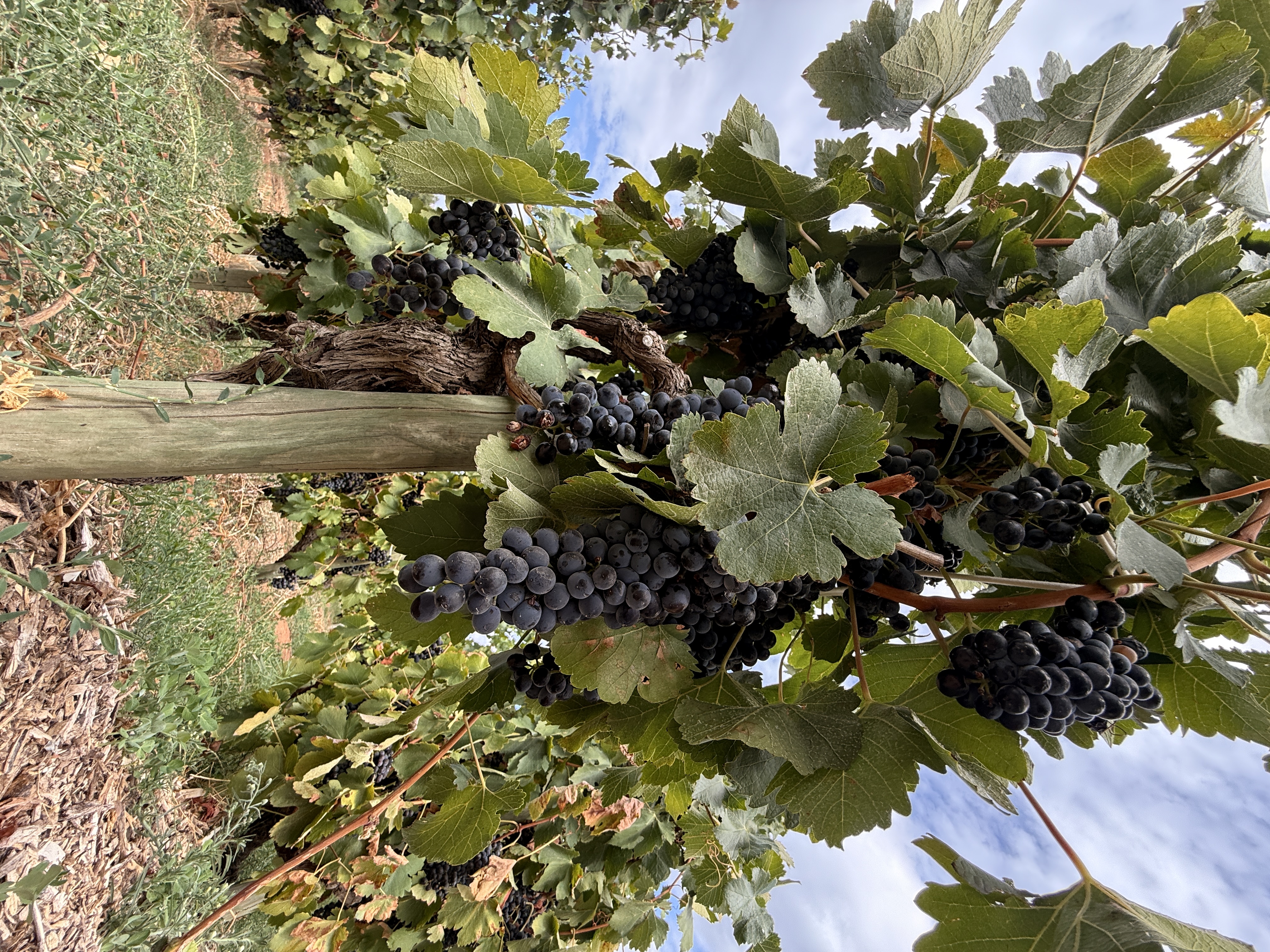 Юар: мыс Доброй Надежды, Столовая гора, пингвины, винодельни, гепарды (50/69)