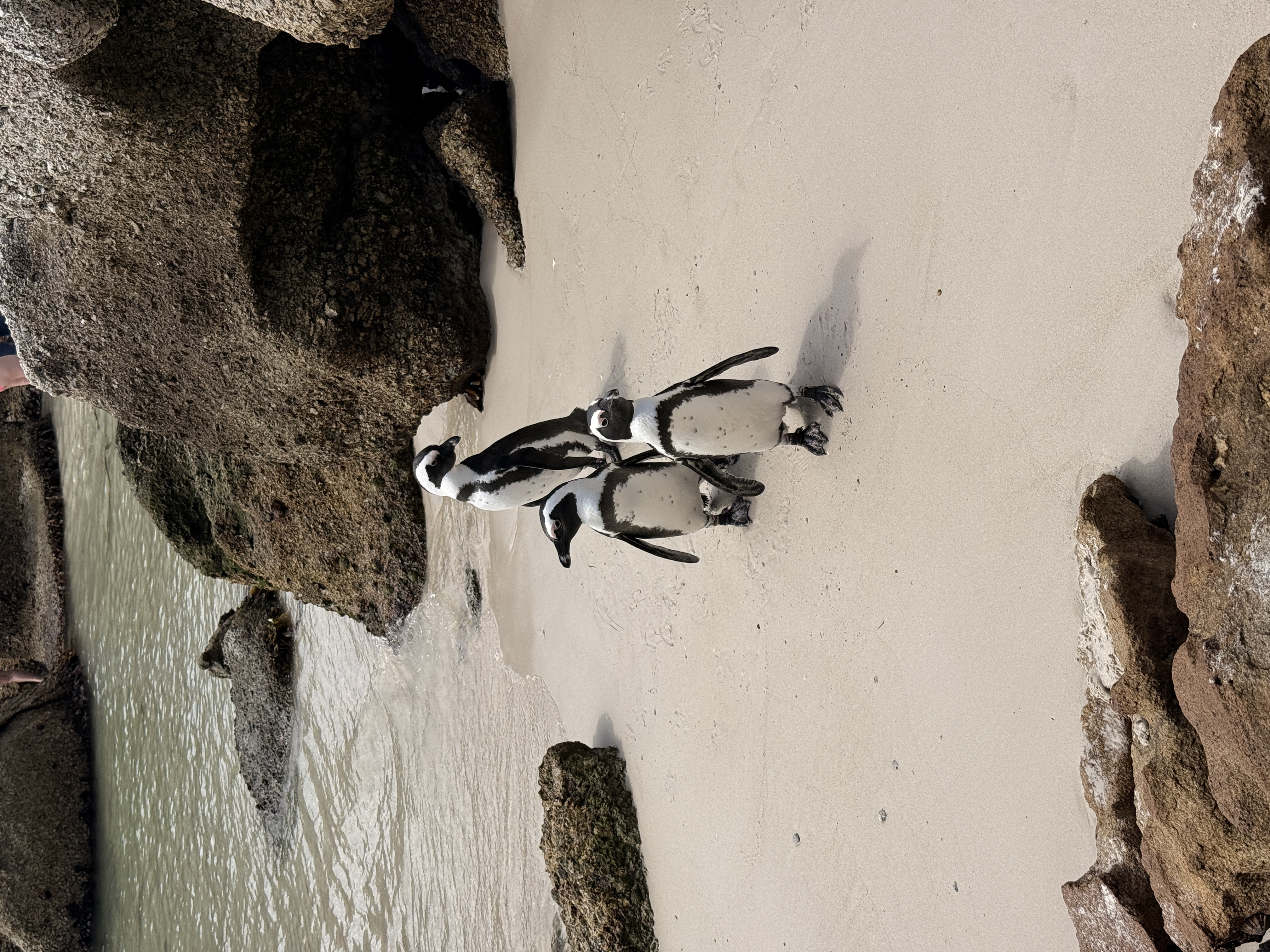 Юар: мыс Доброй Надежды, Столовая гора, пингвины, винодельни, гепарды (59/69)